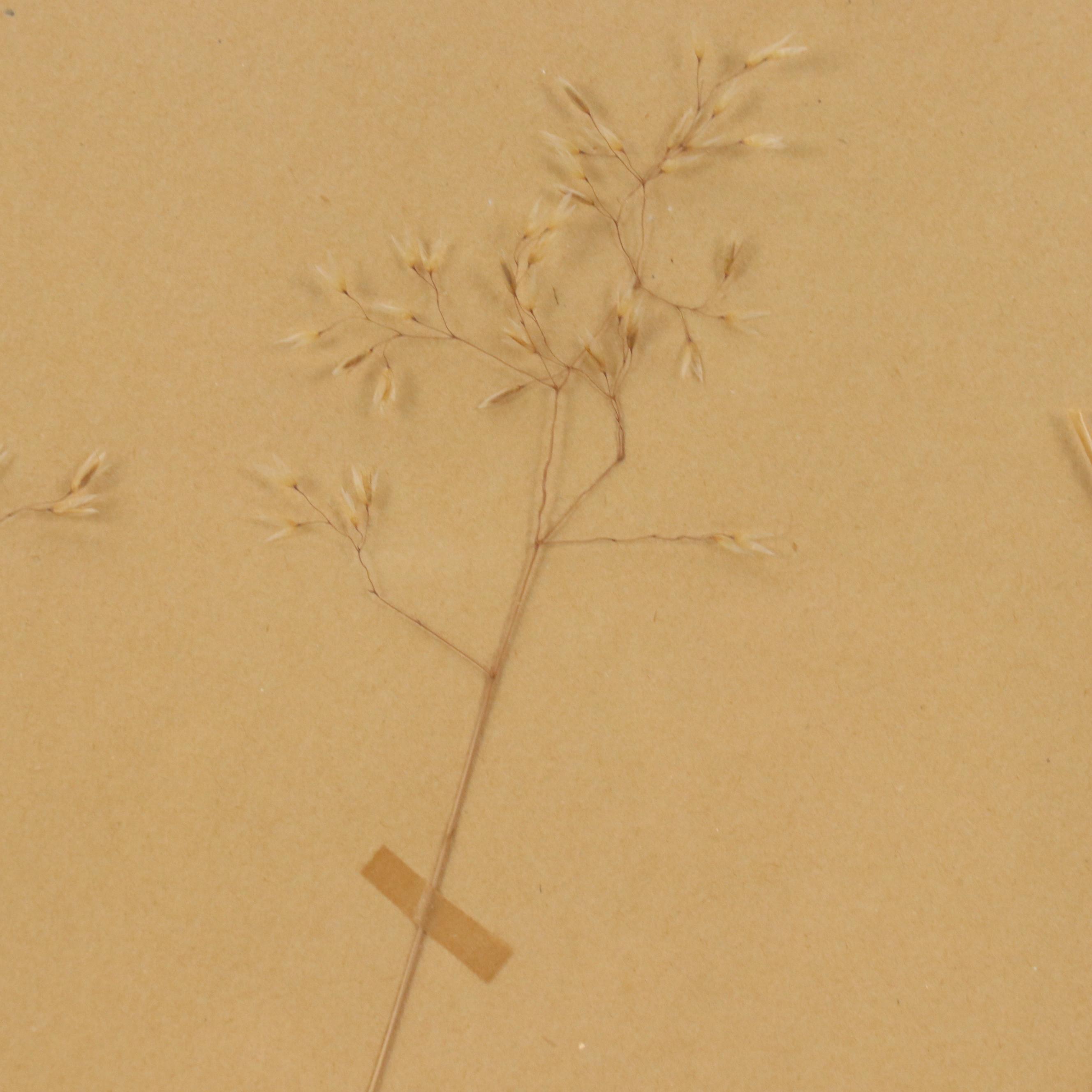 German Herbarium Specimens of Mountain Ash and More, 1920s and 1953