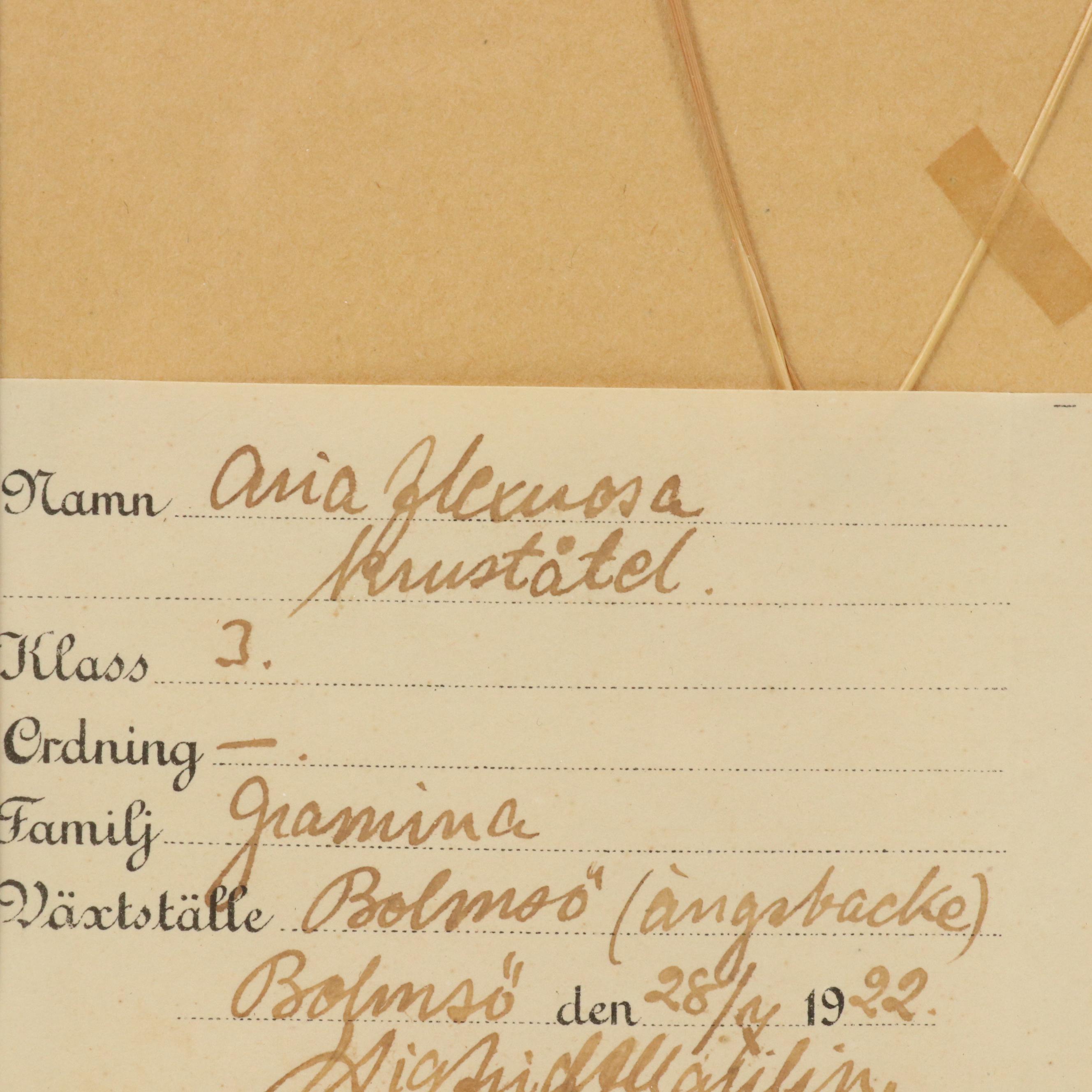German Herbarium Specimens of Mountain Ash and More, 1920s and 1953