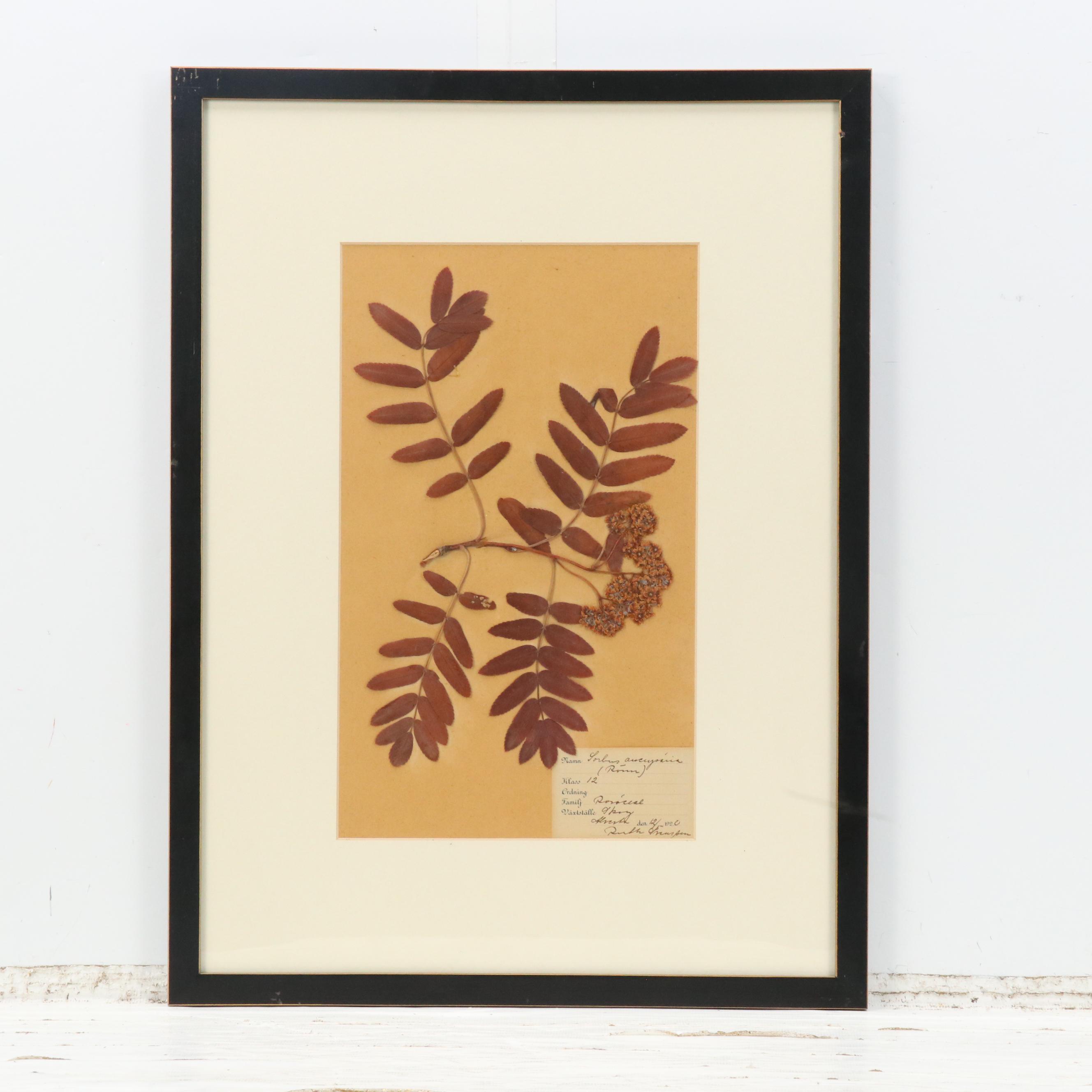 German Herbarium Specimens of Mountain Ash and More, 1920s and 1953