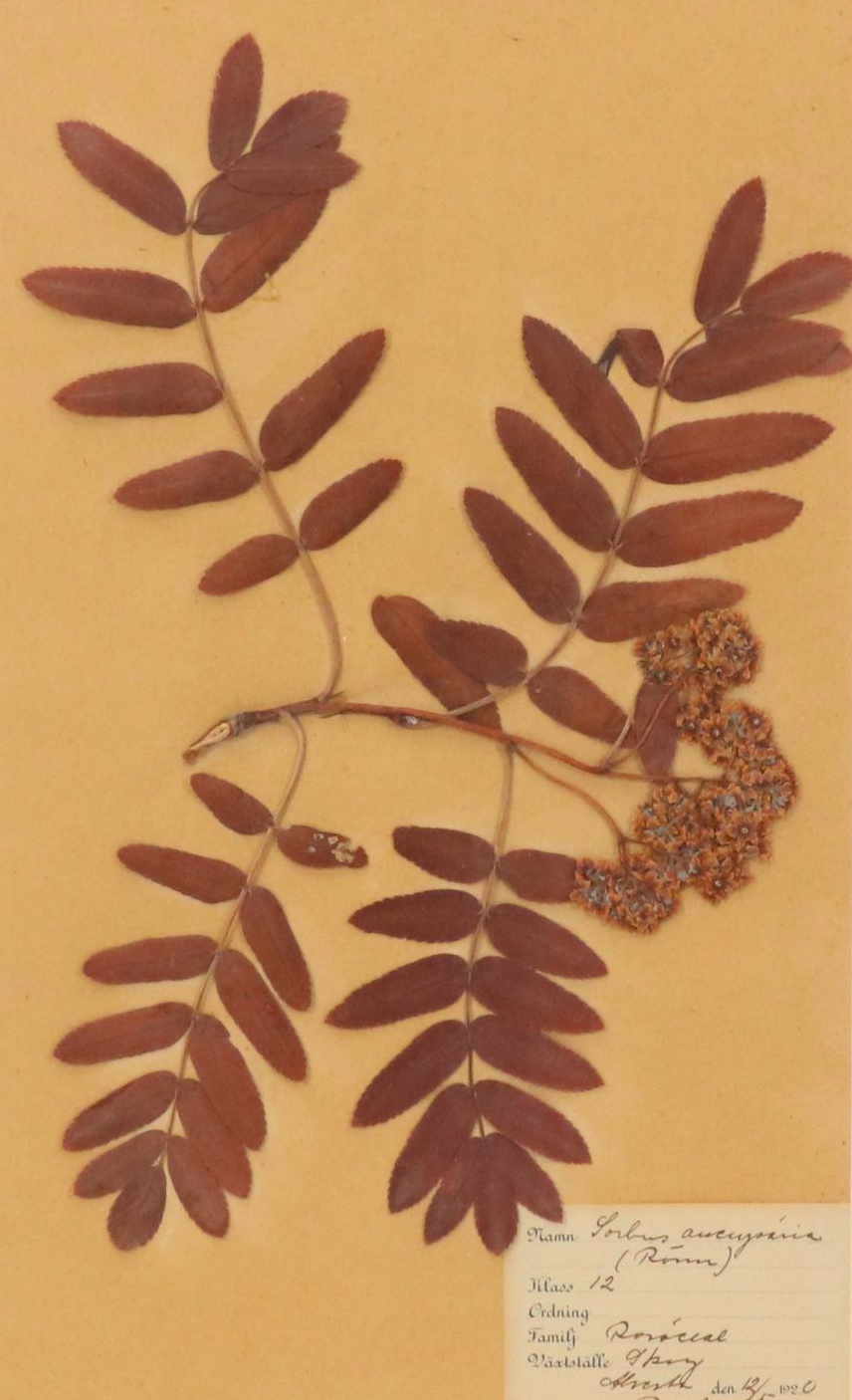 German Herbarium Specimens of Mountain Ash and More, 1920s and 1953