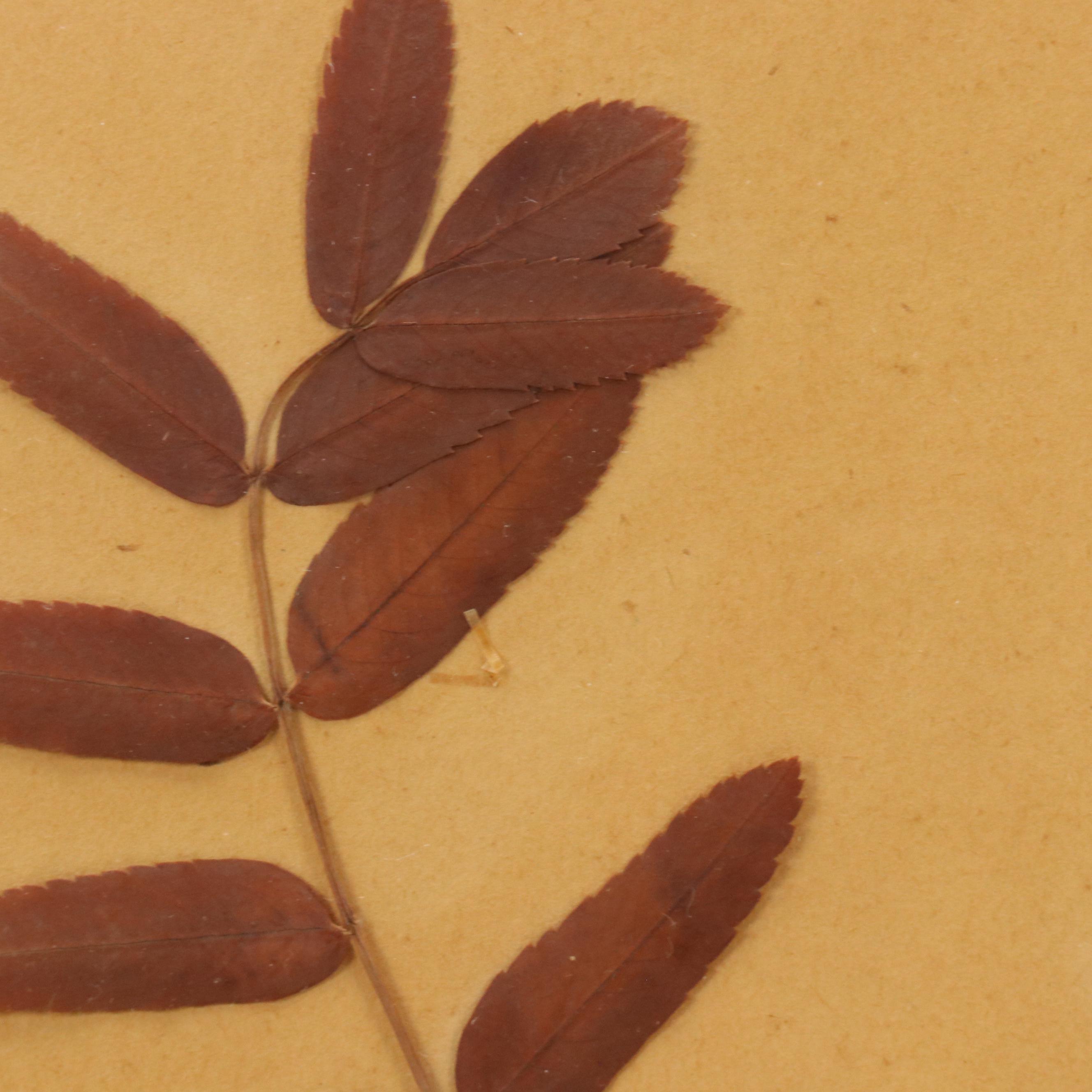 German Herbarium Specimens of Mountain Ash and More, 1920s and 1953