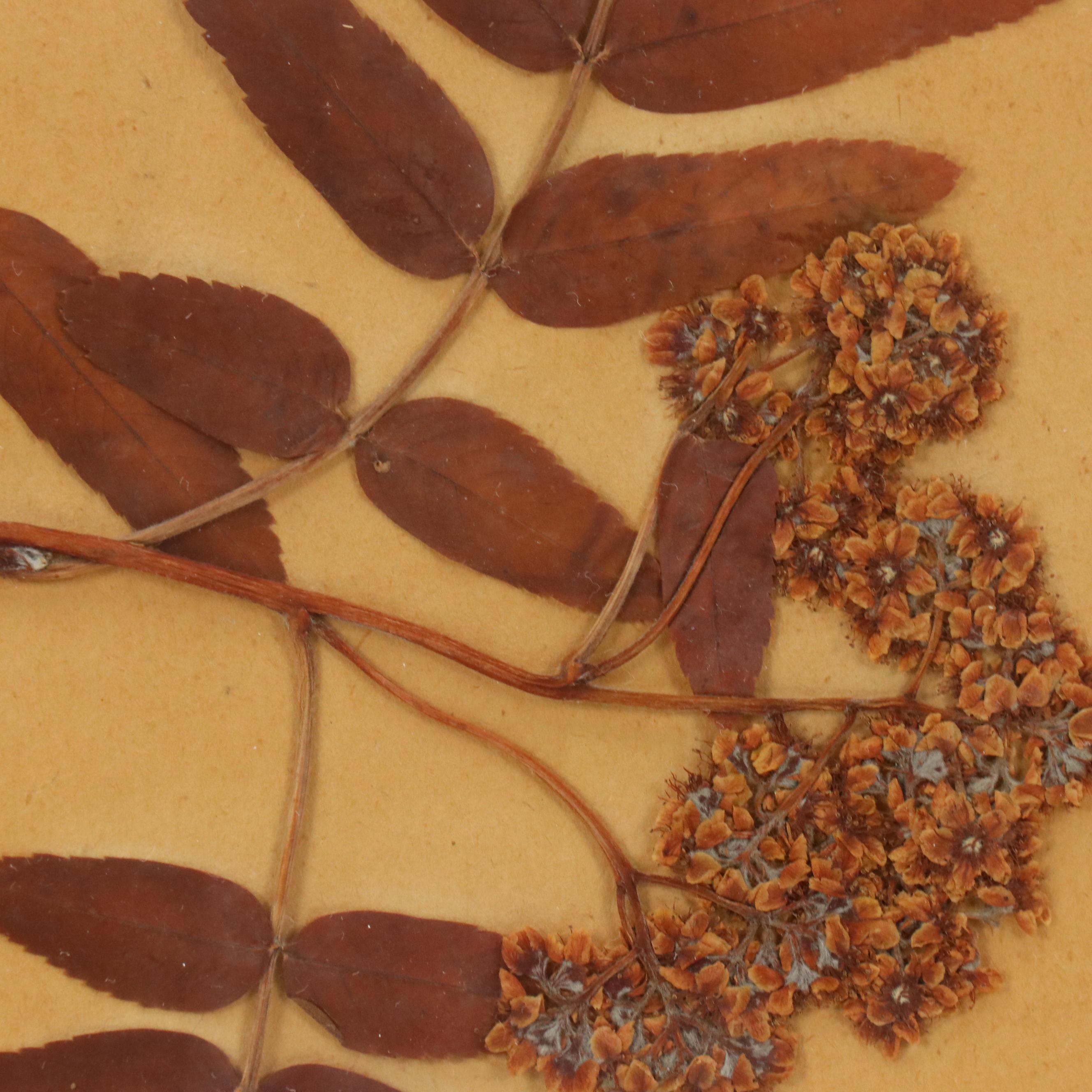 German Herbarium Specimens of Mountain Ash and More, 1920s and 1953