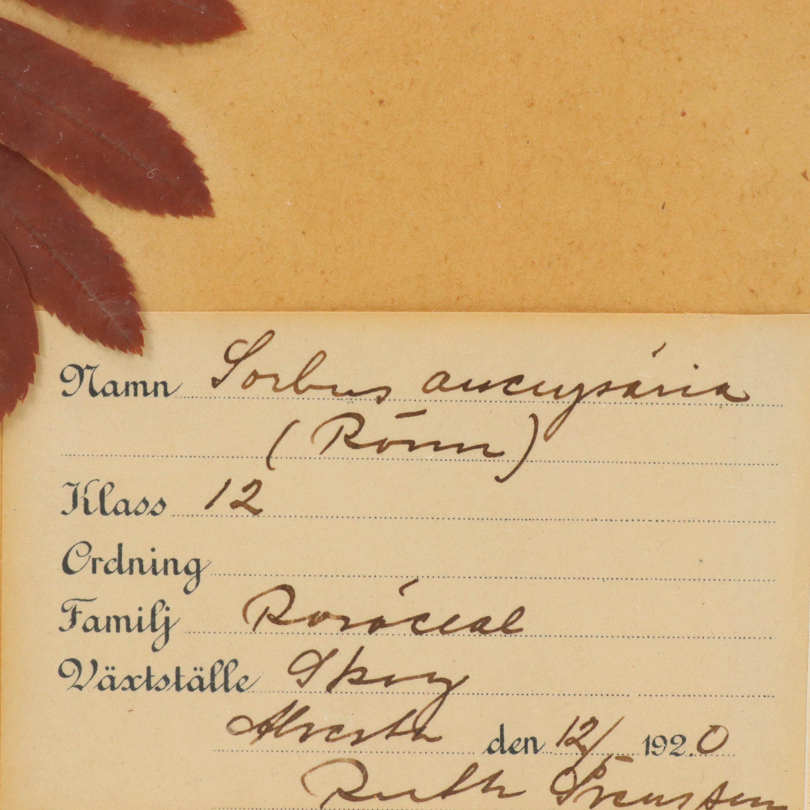 German Herbarium Specimens of Mountain Ash and More, 1920s and 1953