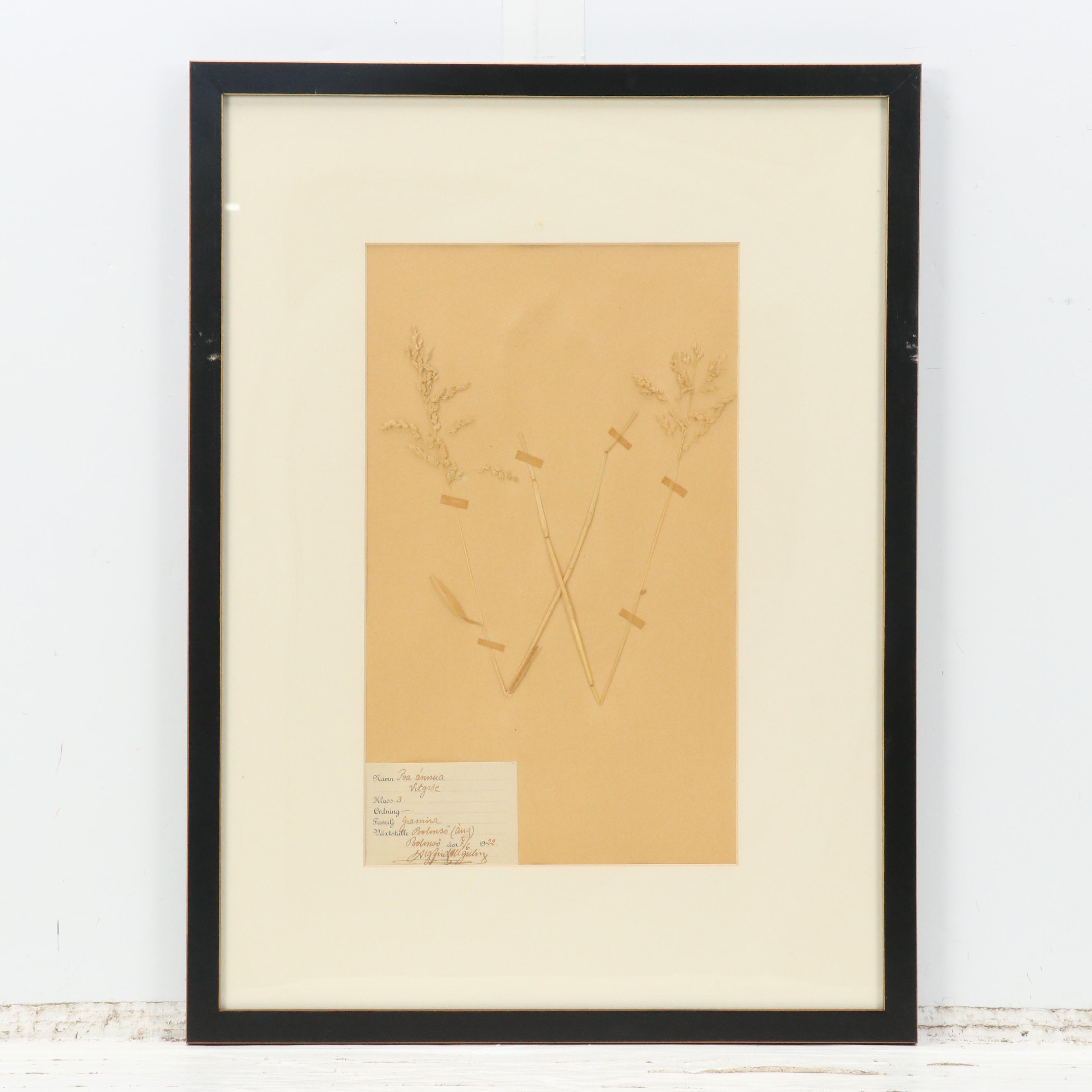 German Herbarium Specimens of Mountain Ash and More, 1920s and 1953