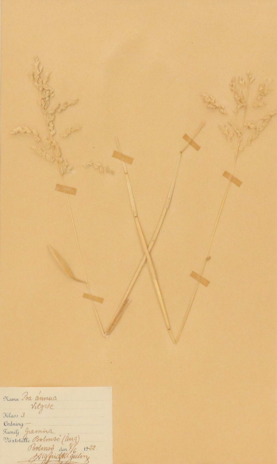 German Herbarium Specimens of Mountain Ash and More, 1920s and 1953