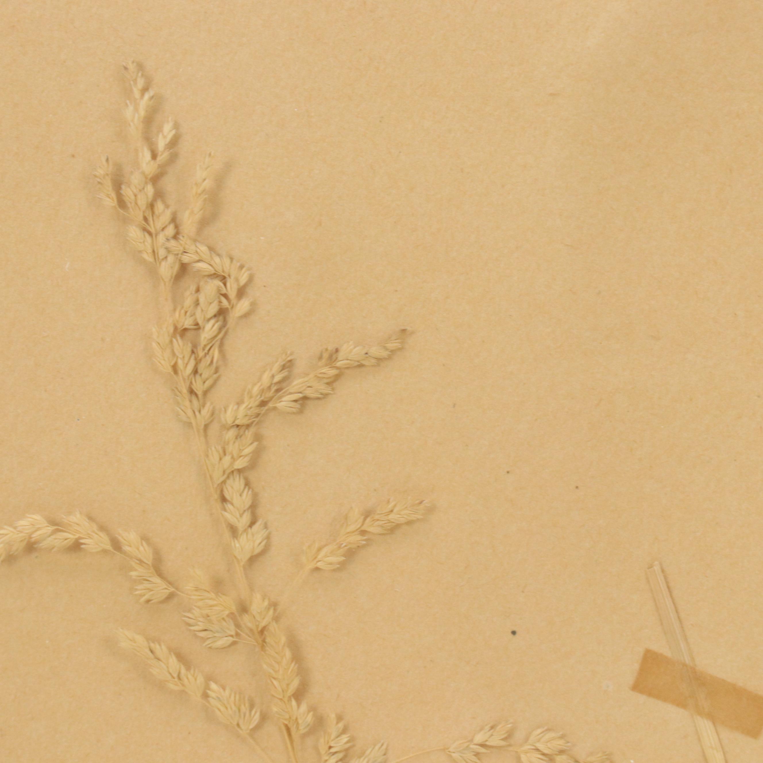 German Herbarium Specimens of Mountain Ash and More, 1920s and 1953