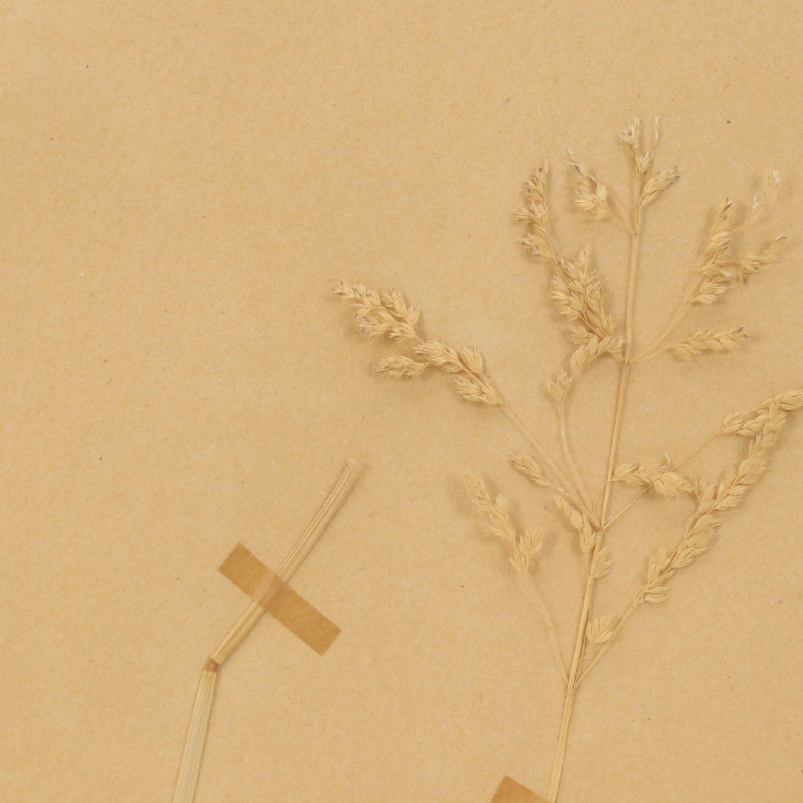 German Herbarium Specimens of Mountain Ash and More, 1920s and 1953