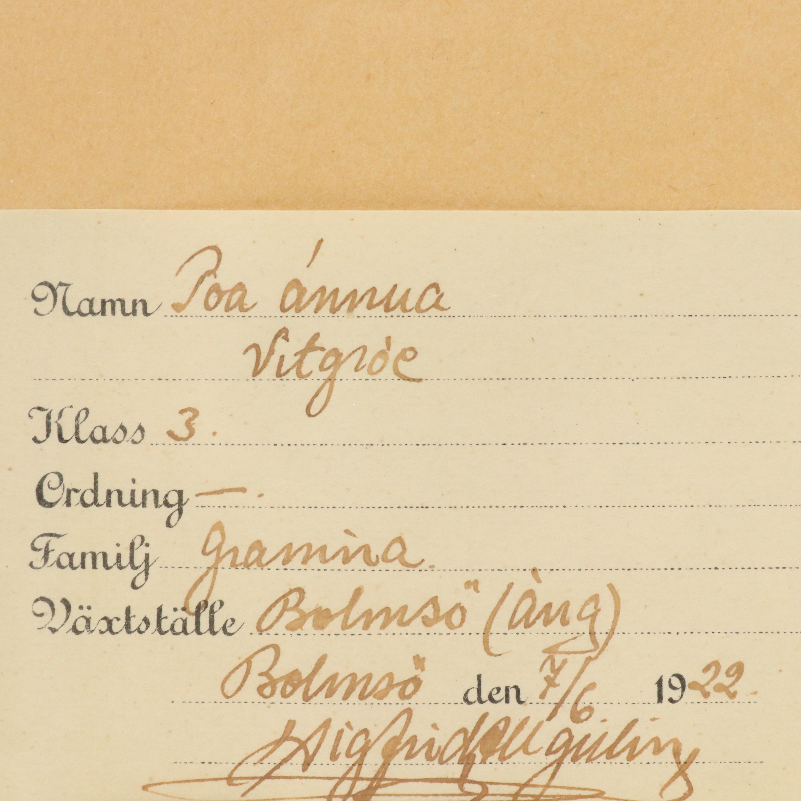 German Herbarium Specimens of Mountain Ash and More, 1920s and 1953