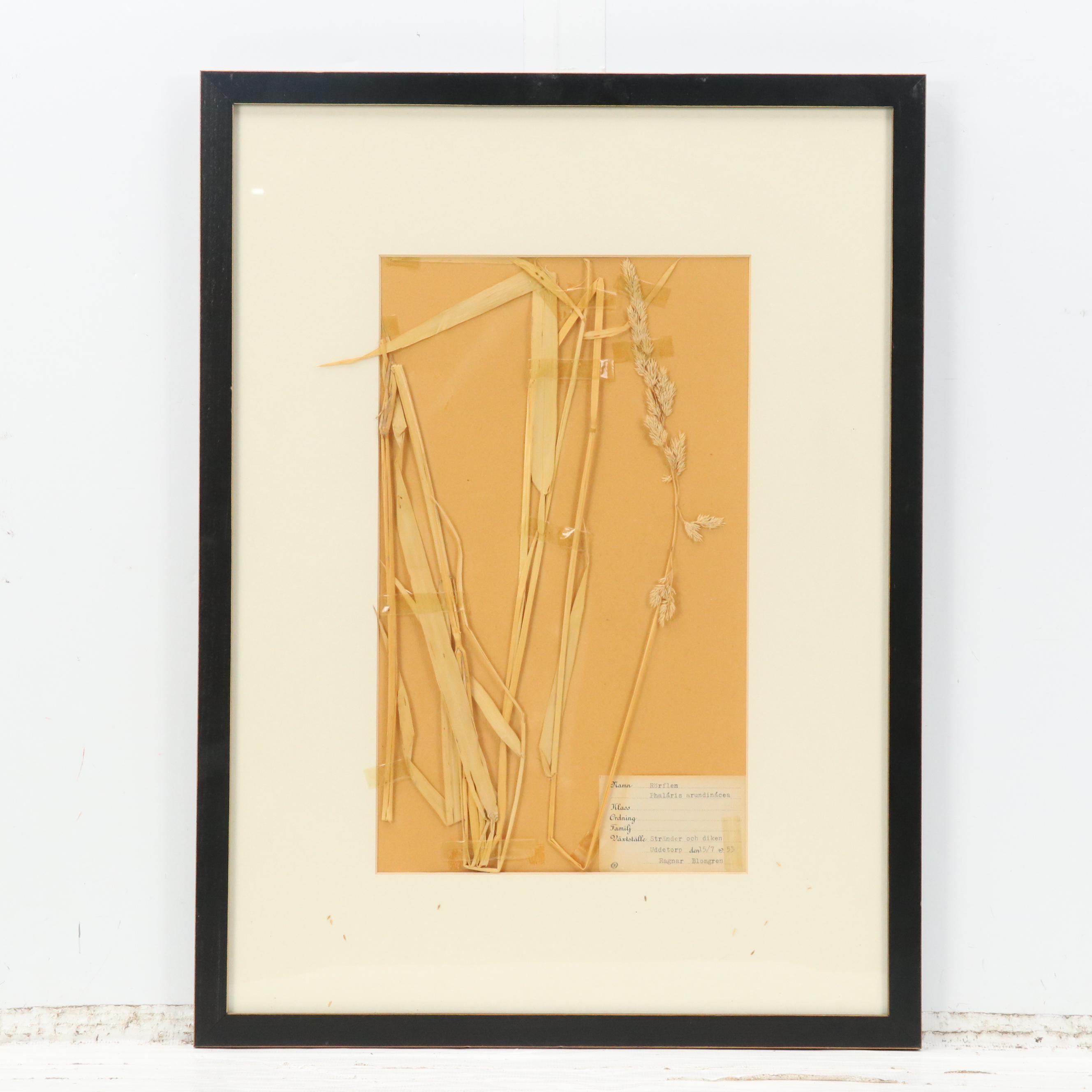 German Herbarium Specimens of Mountain Ash and More, 1920s and 1953