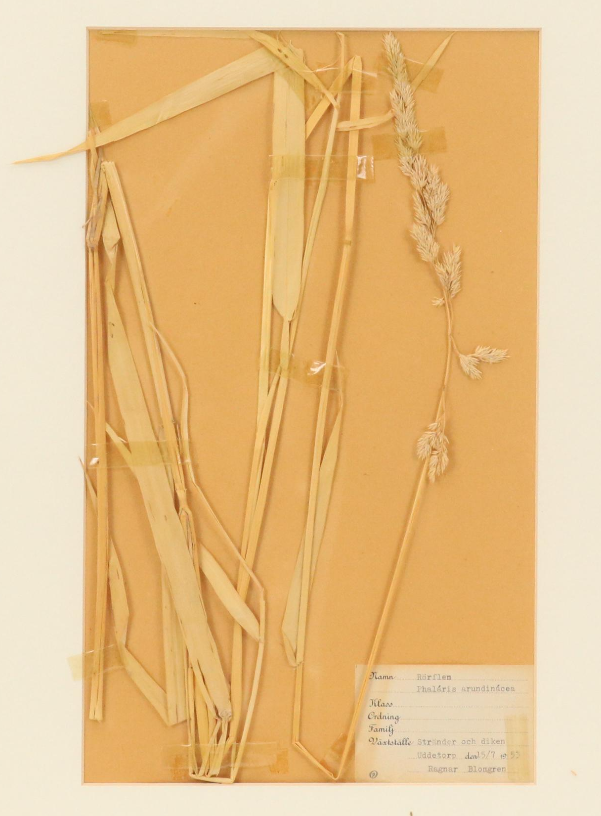 German Herbarium Specimens of Mountain Ash and More, 1920s and 1953