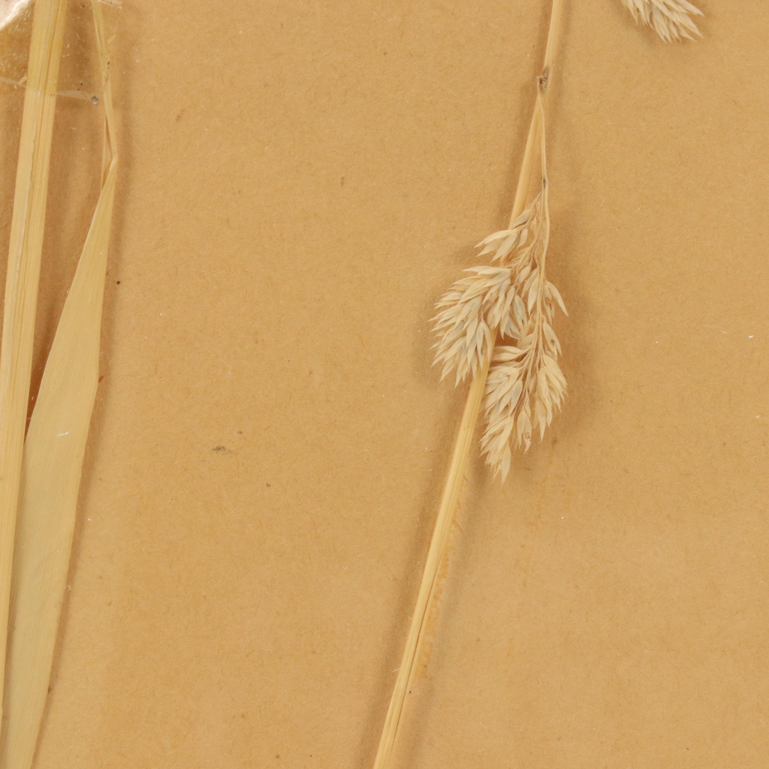 German Herbarium Specimens of Mountain Ash and More, 1920s and 1953