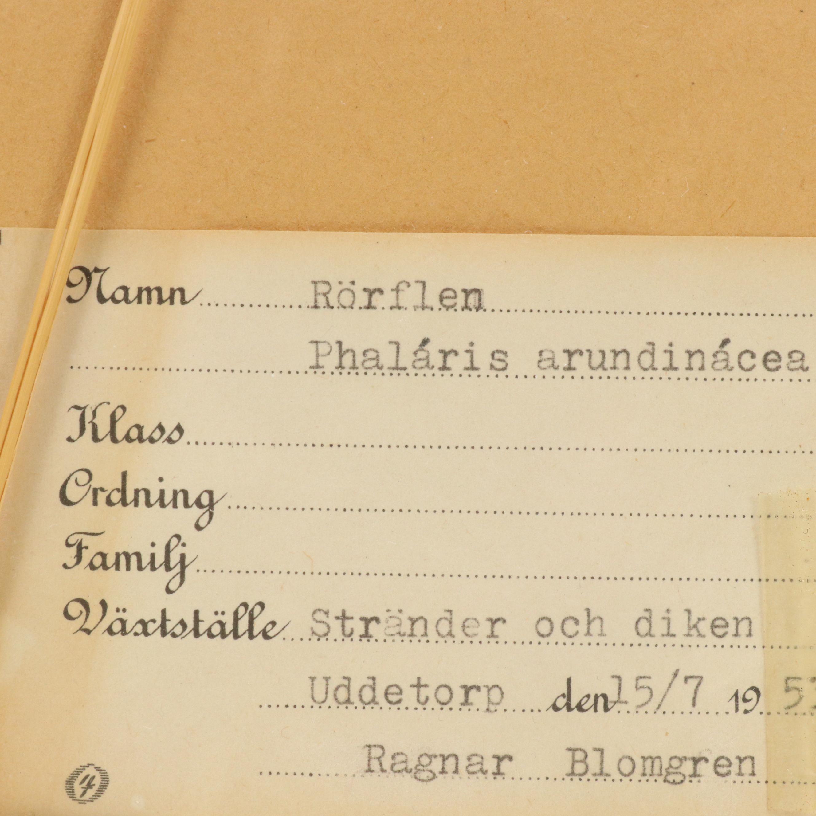 German Herbarium Specimens of Mountain Ash and More, 1920s and 1953