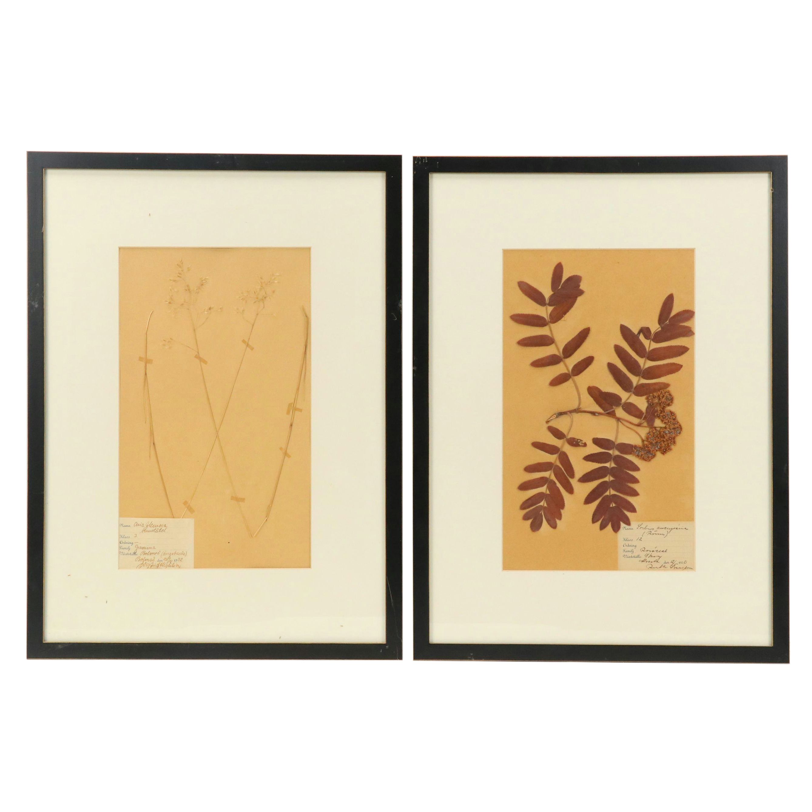 German Herbarium Specimens of Mountain Ash and More, 1920s and 1953