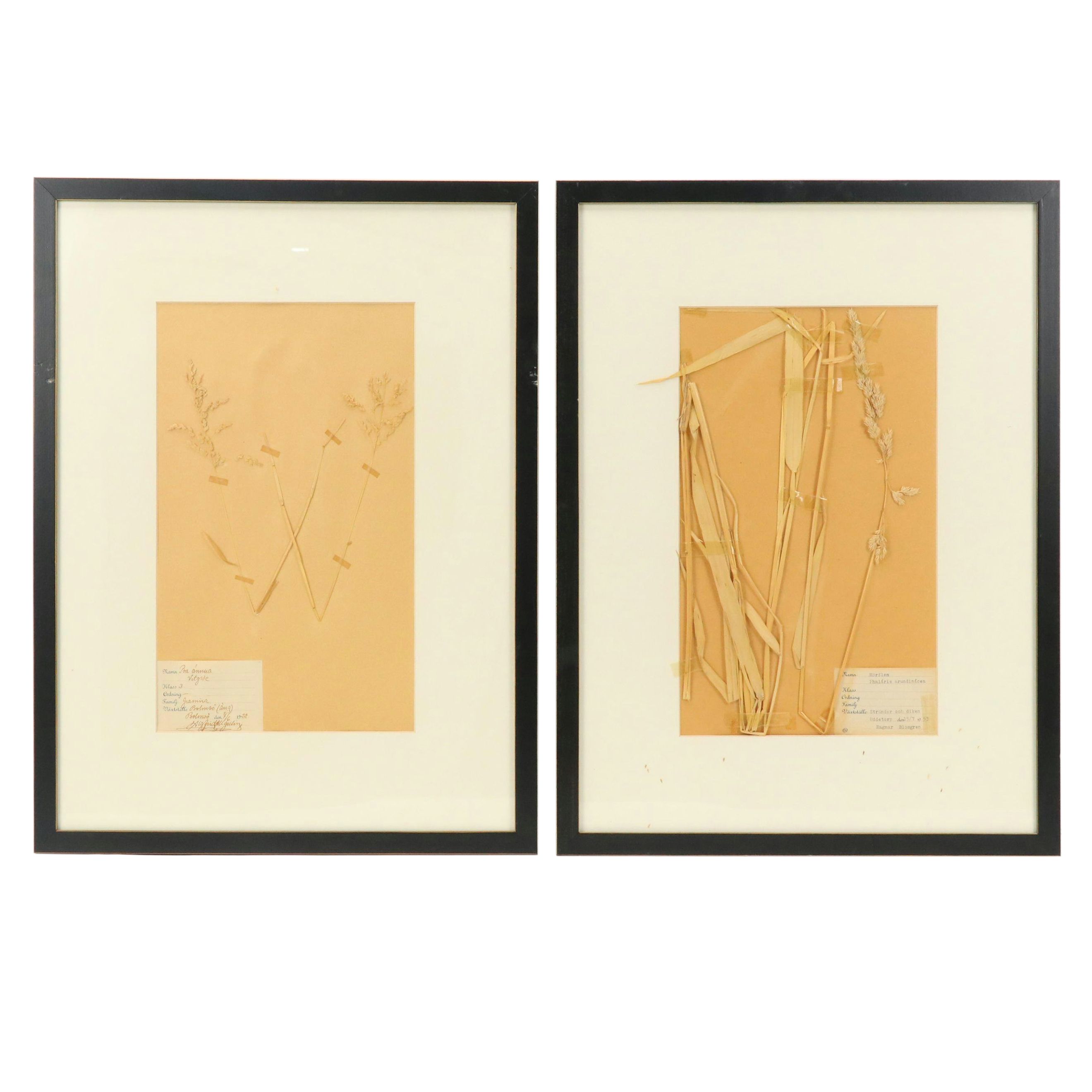 German Herbarium Specimens of Mountain Ash and More, 1920s and 1953