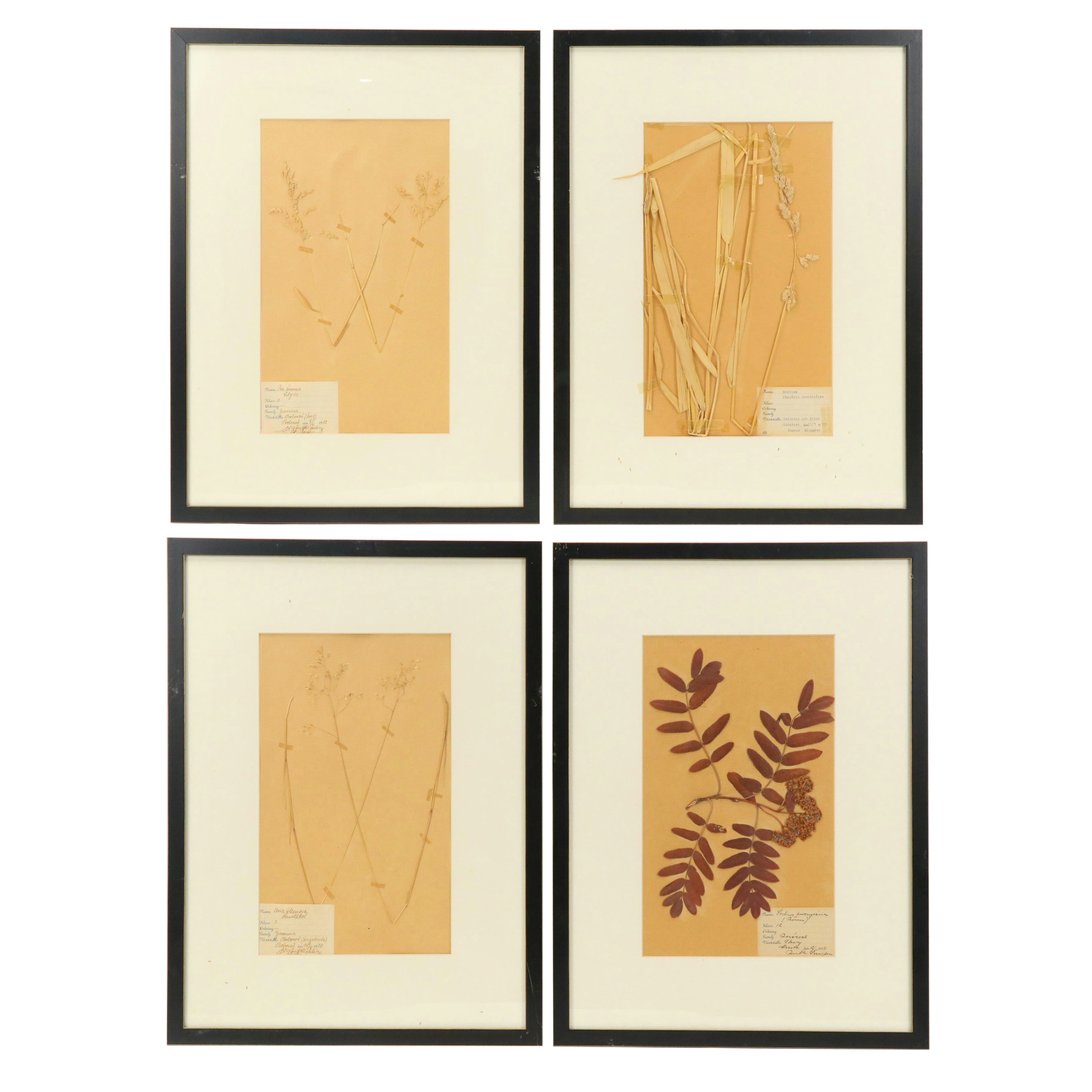 German Herbarium Specimens of Mountain Ash and More, 1920s and 1953