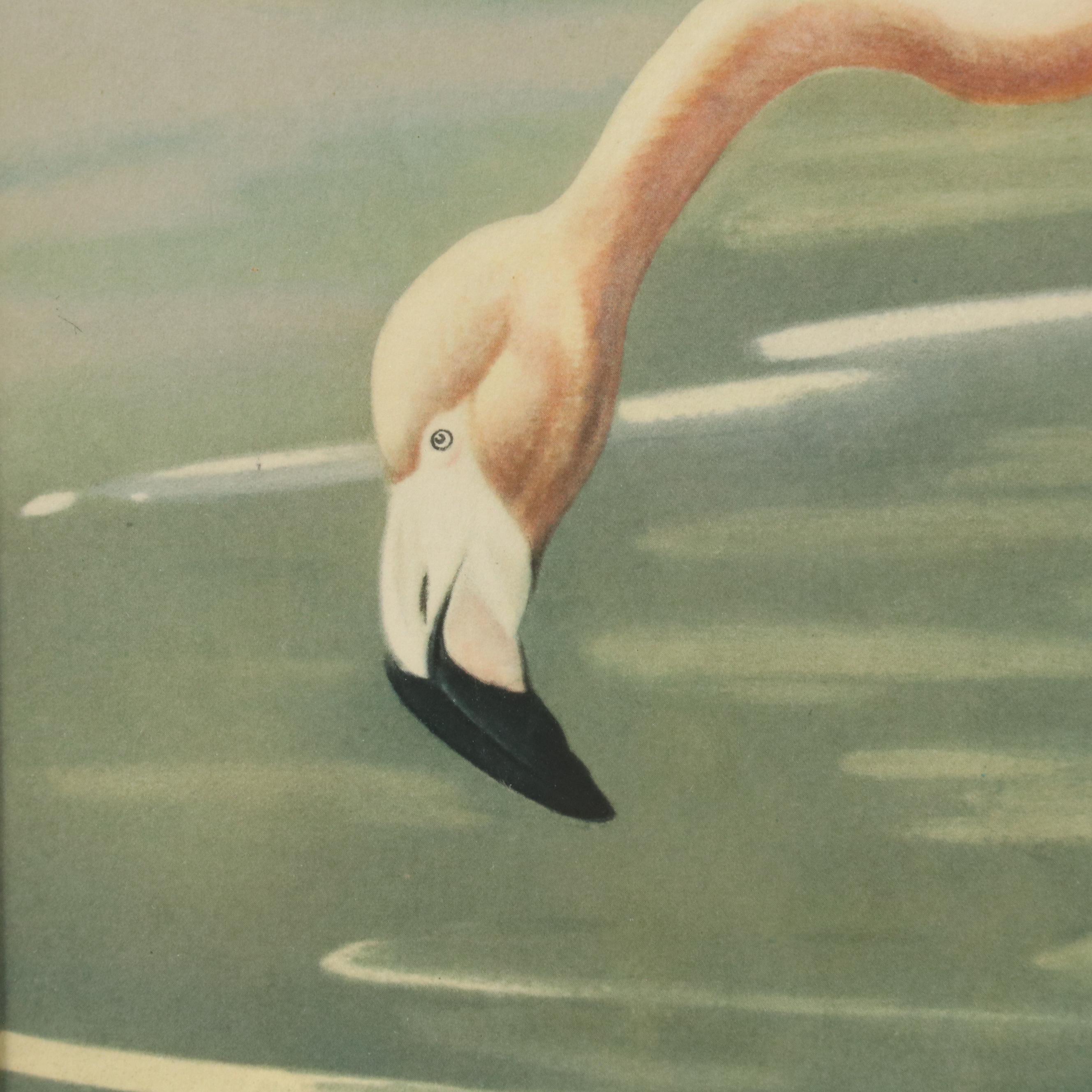 Halftone Print of Flamingos After Roger Tory Peterson, Mid to Late 20th Century