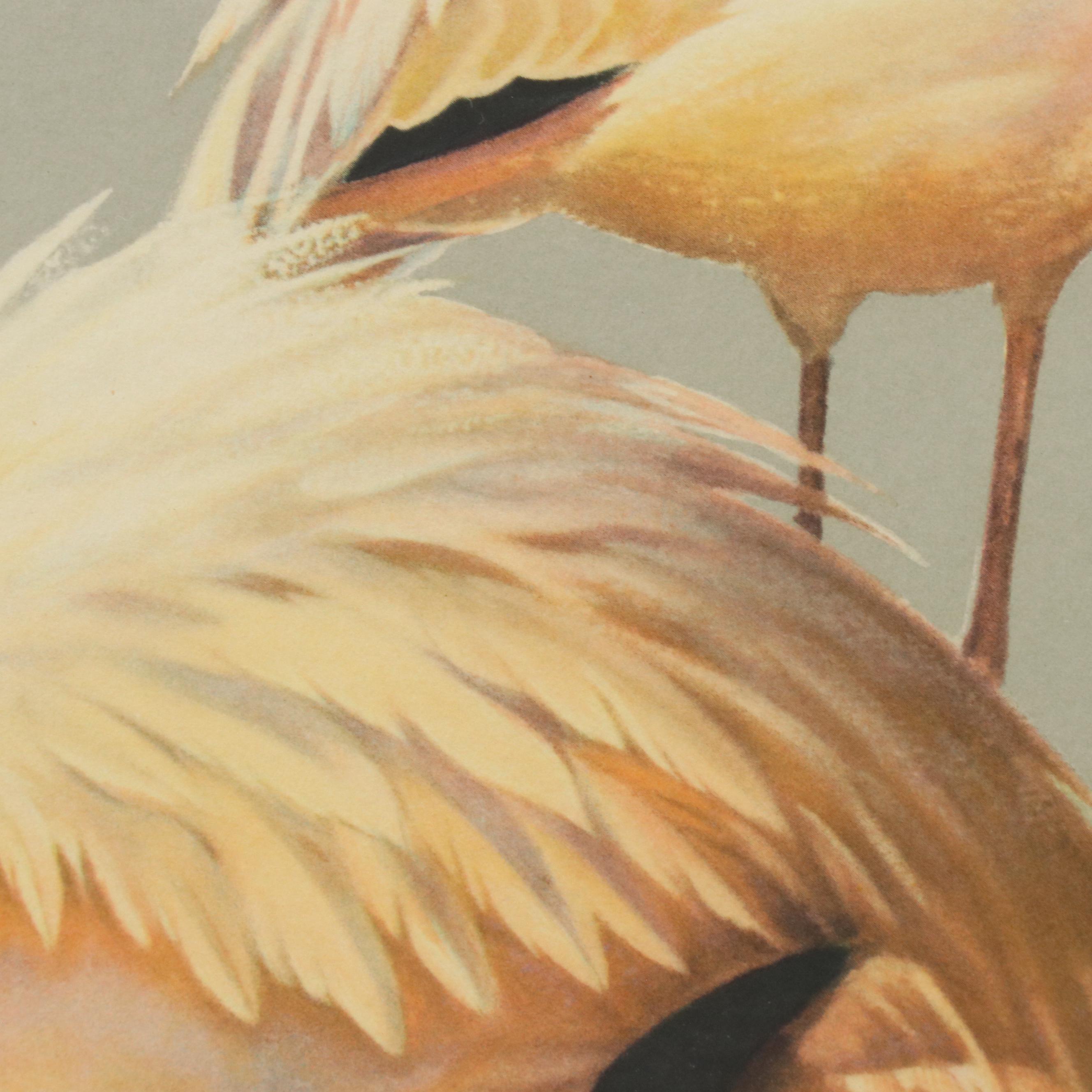 Halftone Print of Flamingos After Roger Tory Peterson, Mid to Late 20th Century