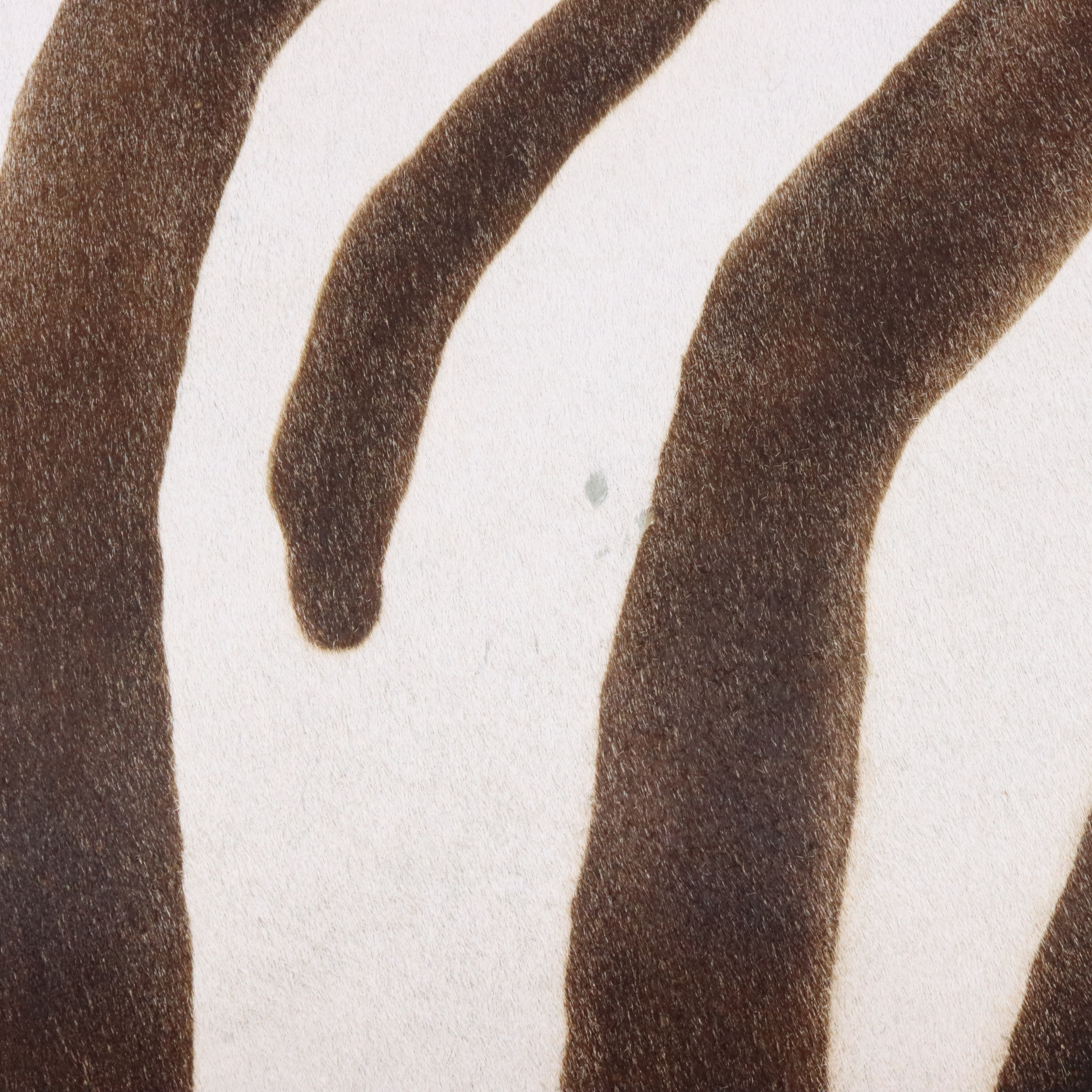 Black and Parcel Gilt Painted Bed Bench with Faux Zebra Hide