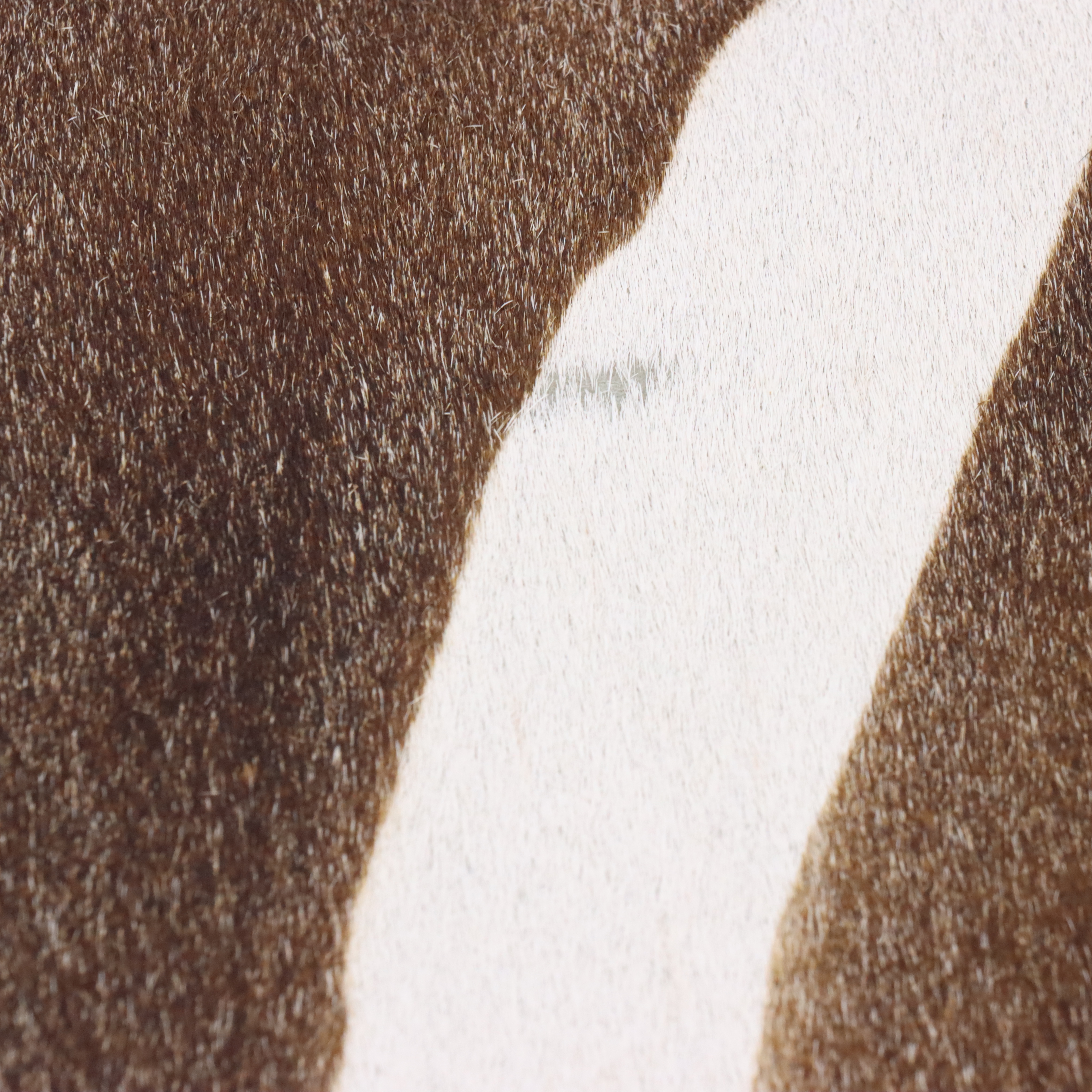 Black and Parcel Gilt Painted Bed Bench with Faux Zebra Hide