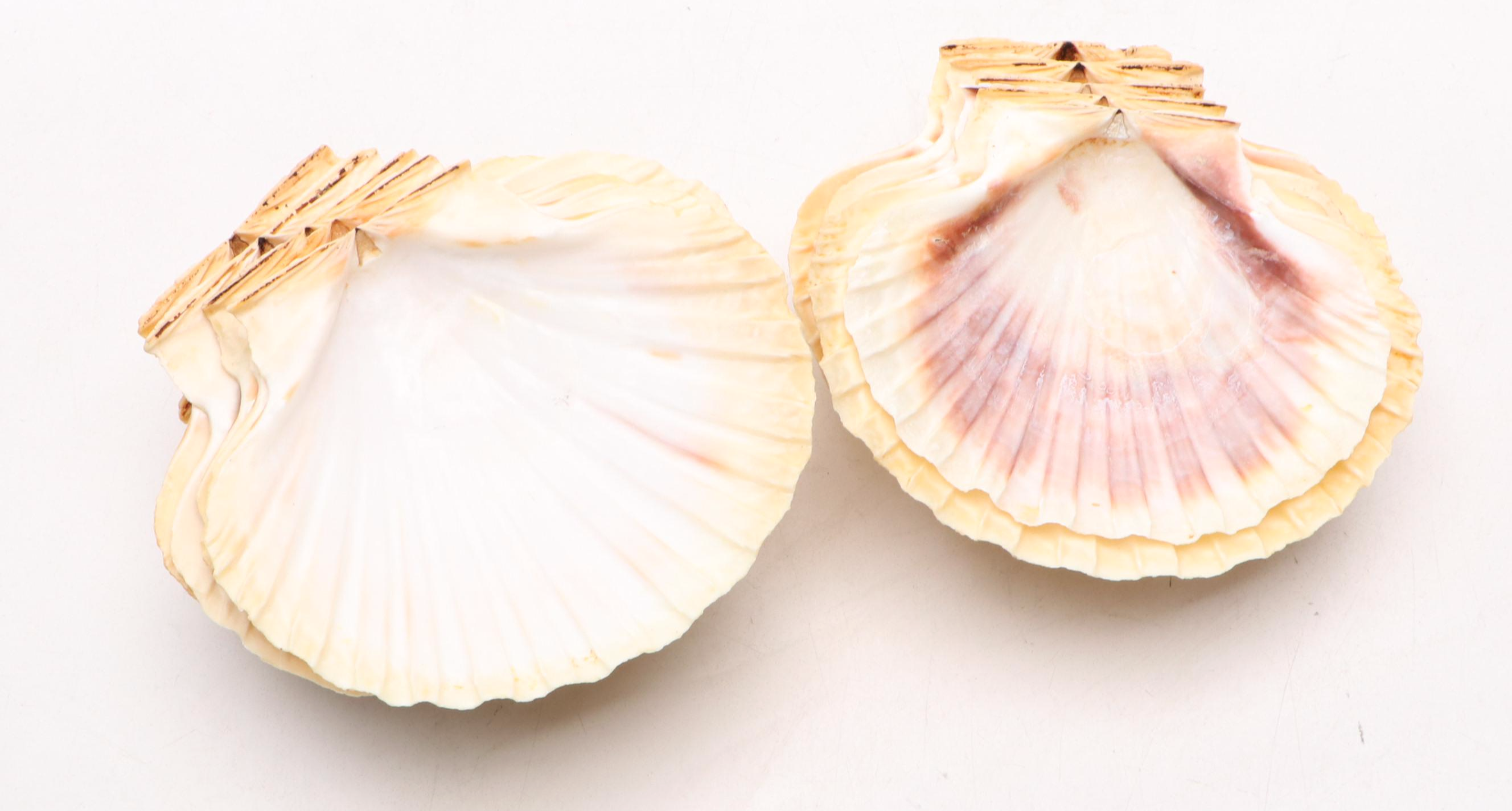 Pink Himalayan Salt Table Lamp with Natural Scallop Shells