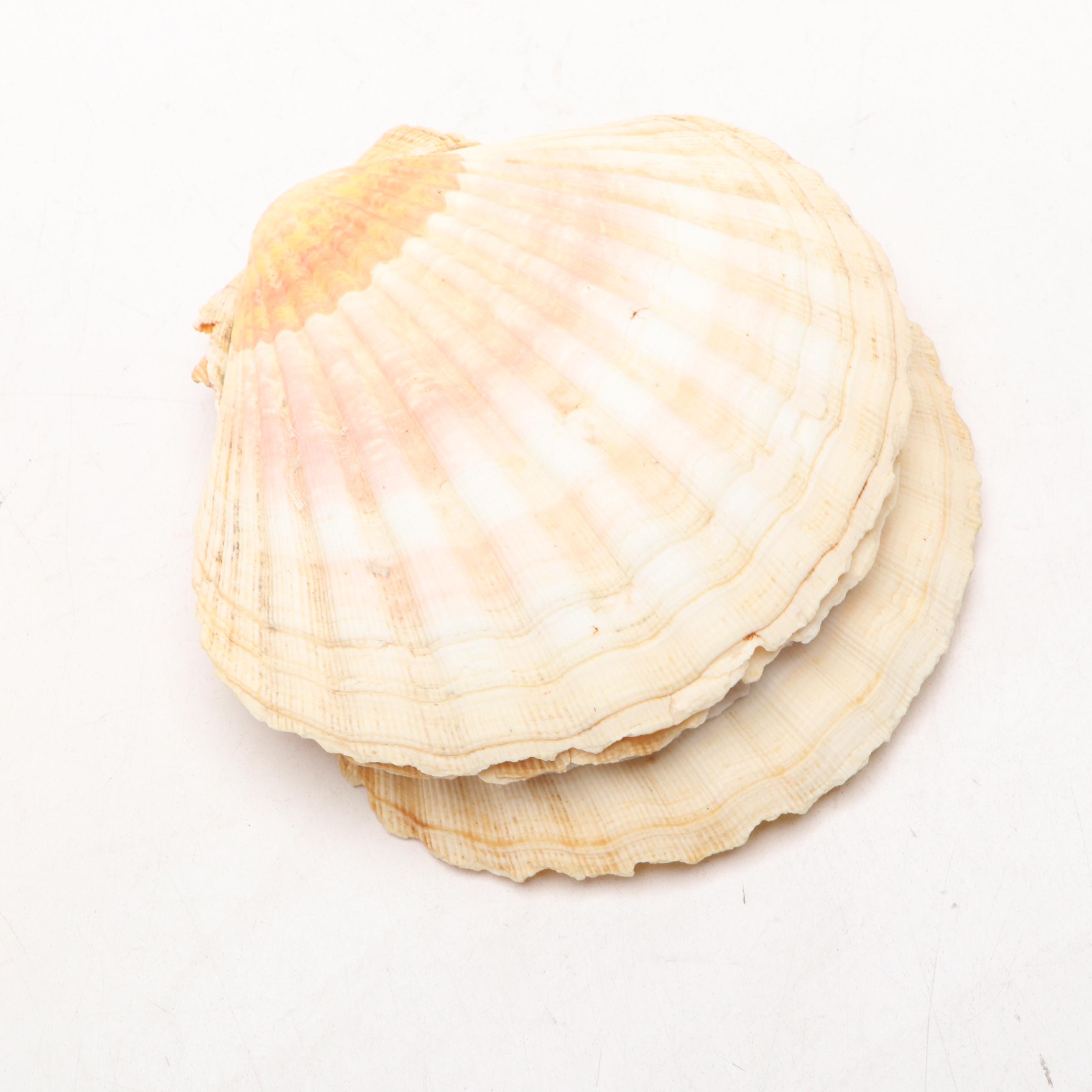 Pink Himalayan Salt Table Lamp with Natural Scallop Shells