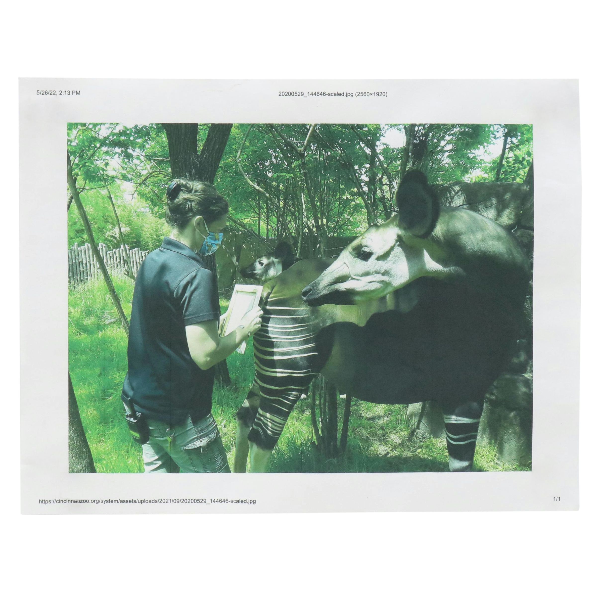 Cincinnati Zoo Rumps for Refuge Okapi Stamped Acrylic Painting, 2022