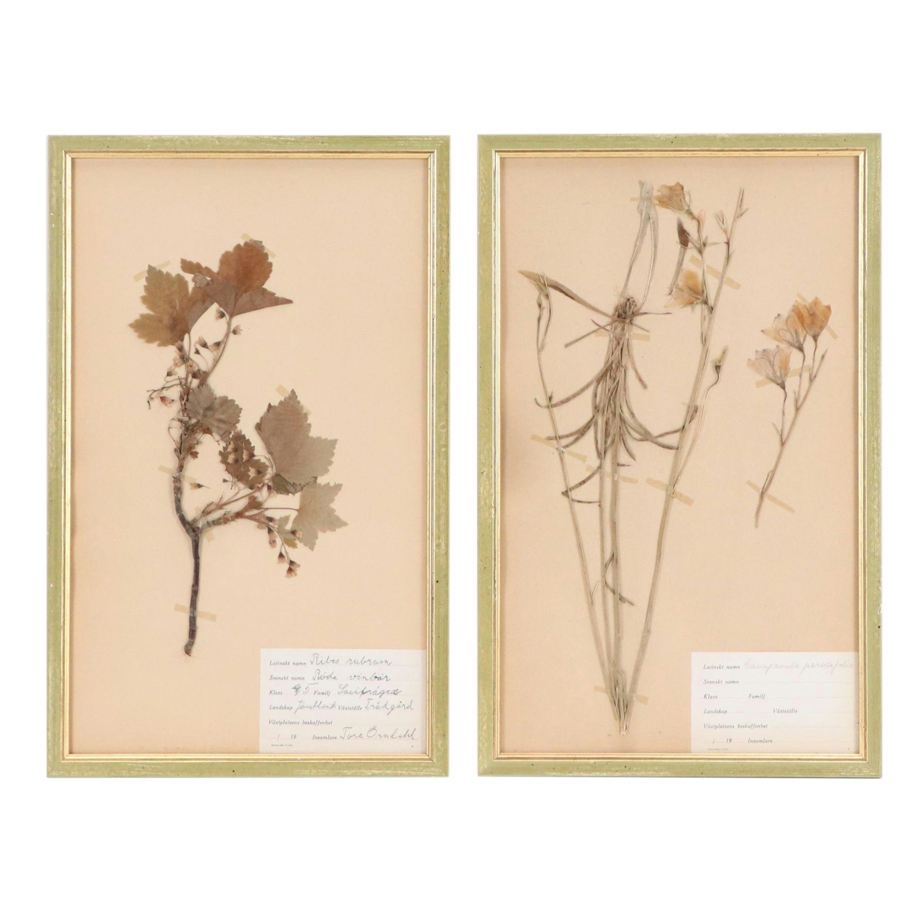 Swedish Herbarium Specimens of Red Currant, Bellflower, and More, Early 20th C.