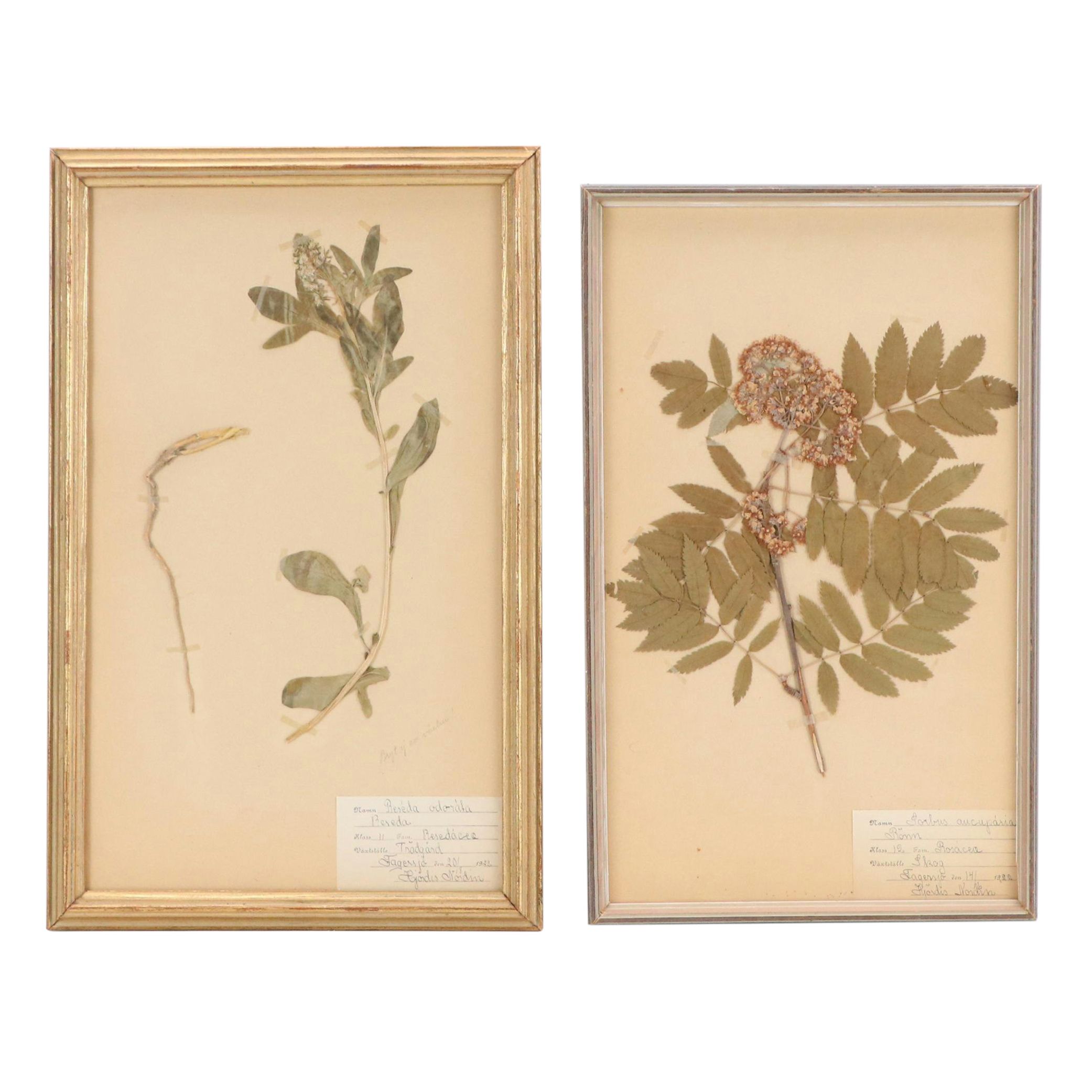 Swedish Herbarium Specimens of Red Currant, Bellflower, and More, Early 20th C.