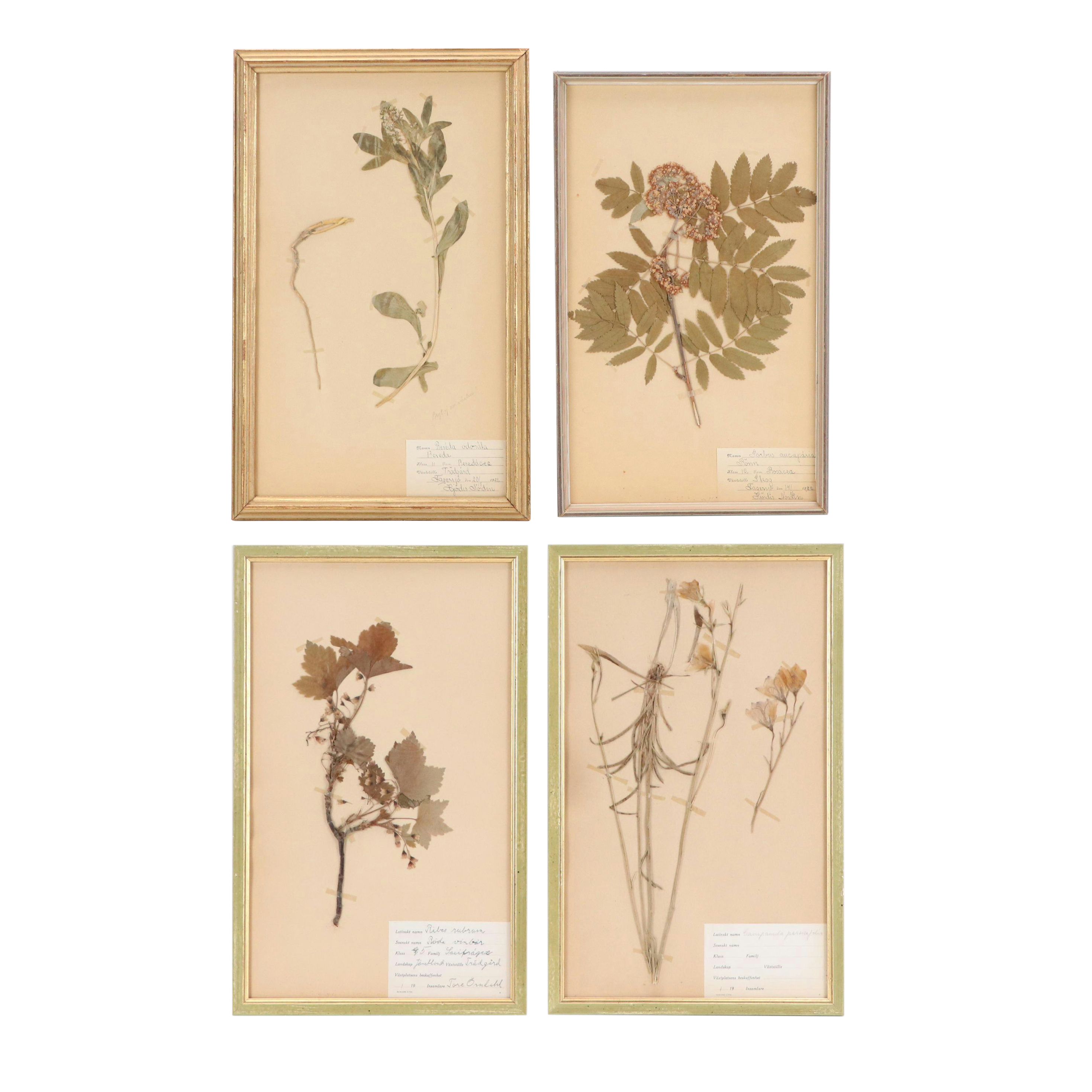 Swedish Herbarium Specimens of Red Currant, Bellflower, and More, Early 20th C.