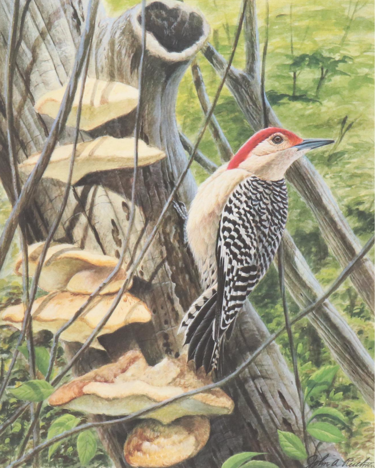 John Ruthven Offset Lithograph "Red-bellied Woodpecker," 1993