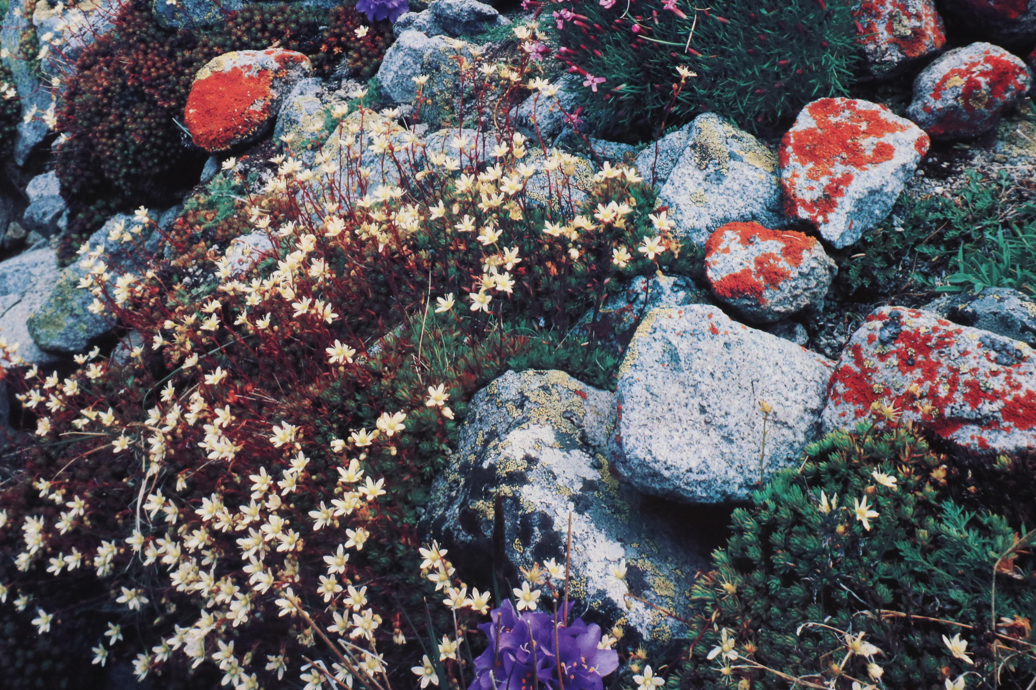 The Wilderness Society Commemorative Offset Lithograph Poster, 1989