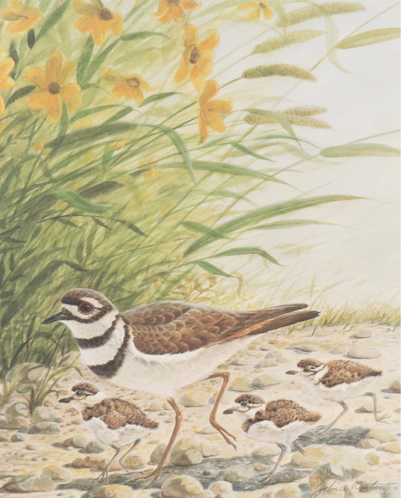 John Ruthven Offset Lithograph "Killdeer," 1989