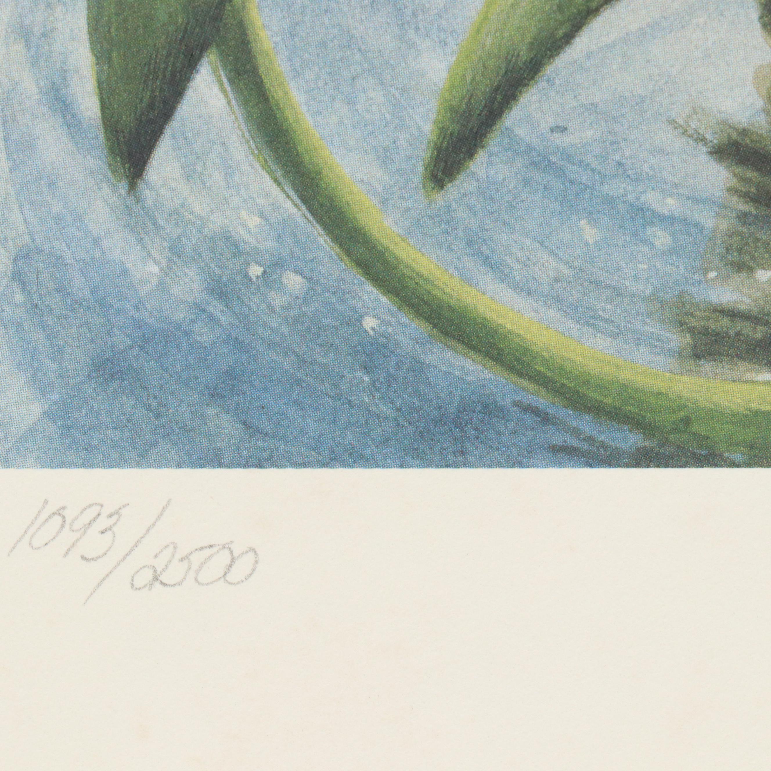 John Ruthven Offset Lithograph "Belted Kingfisher," 1988