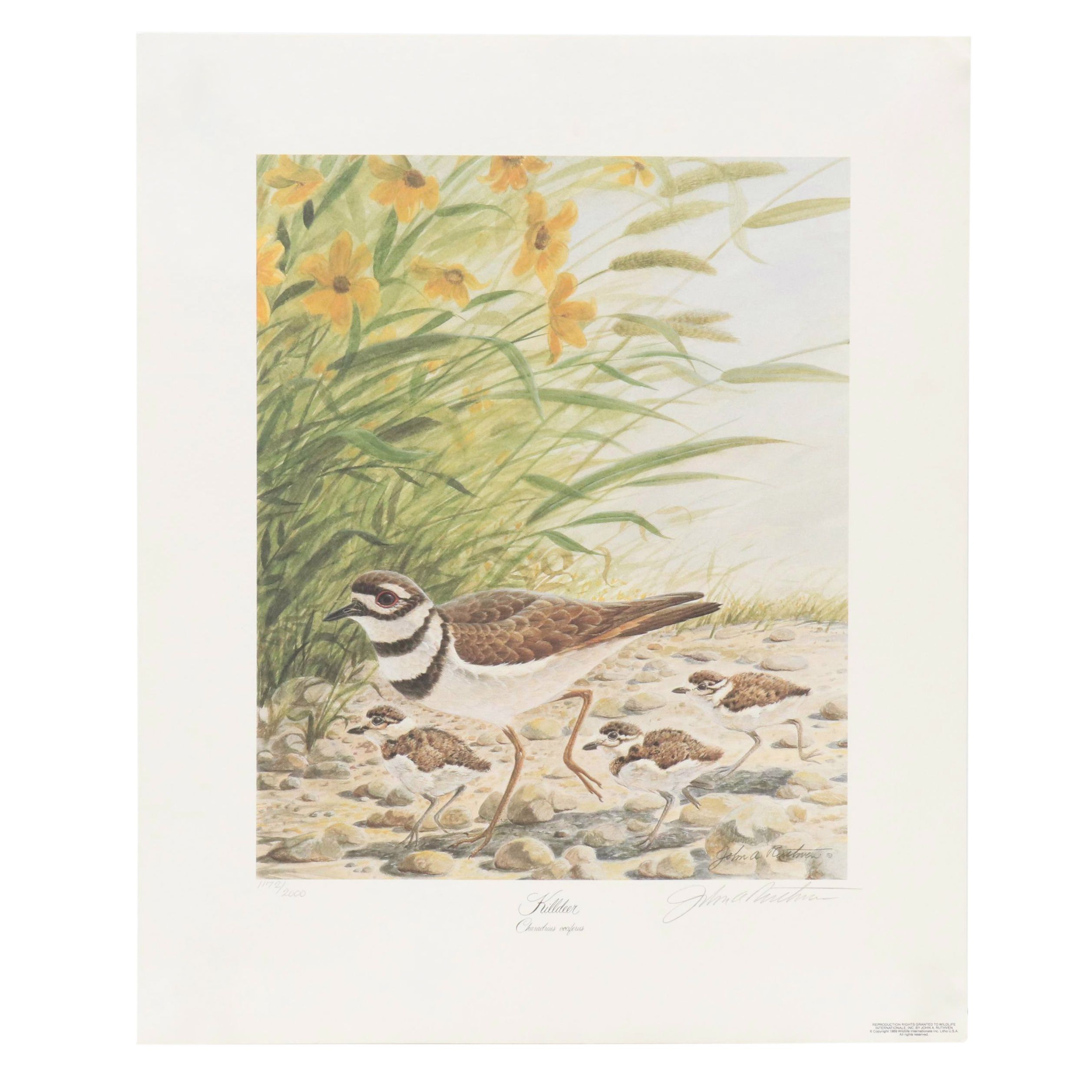John Ruthven Offset Lithograph "Killdeer," 1989