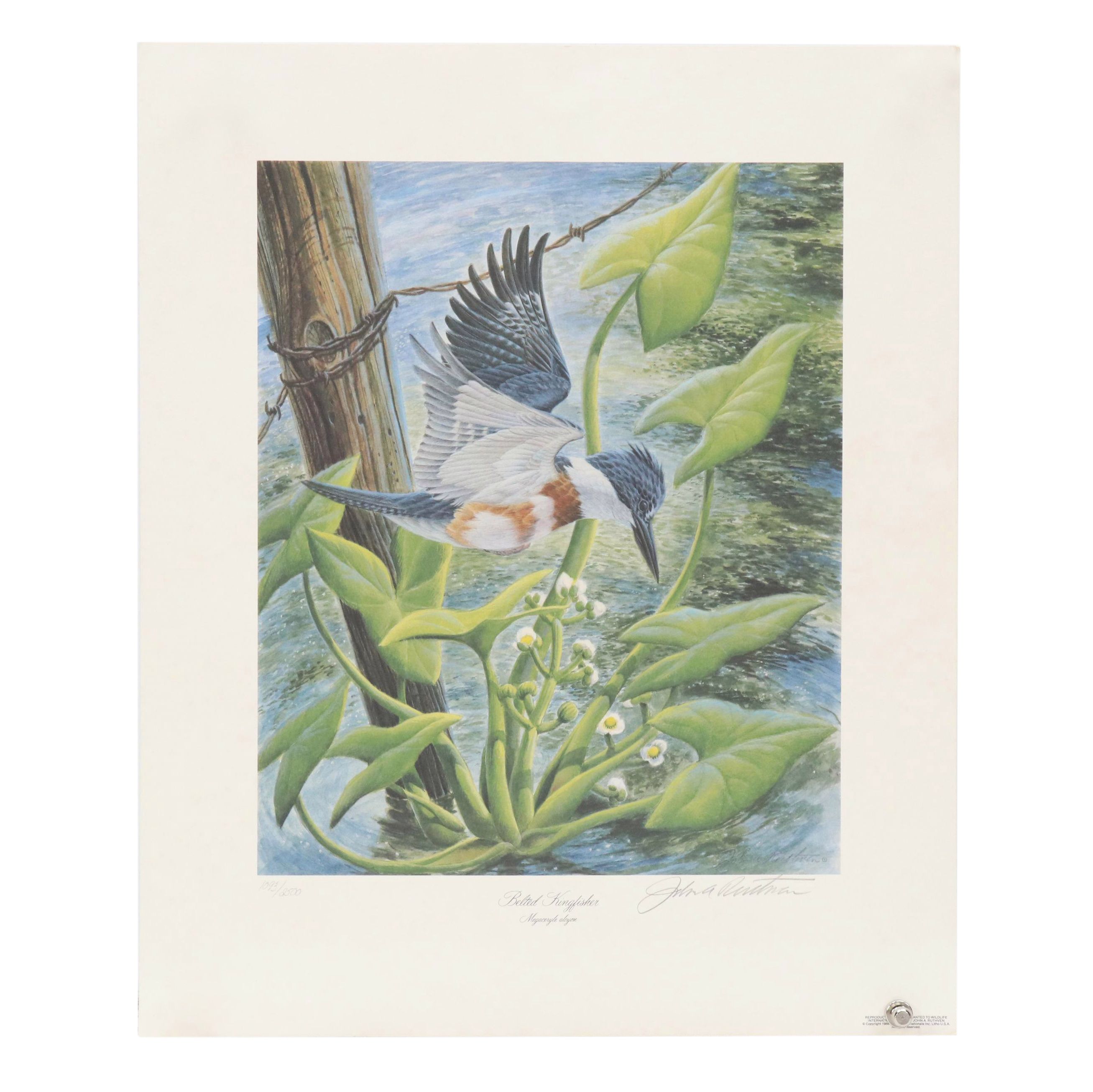 John Ruthven Offset Lithograph "Belted Kingfisher," 1988