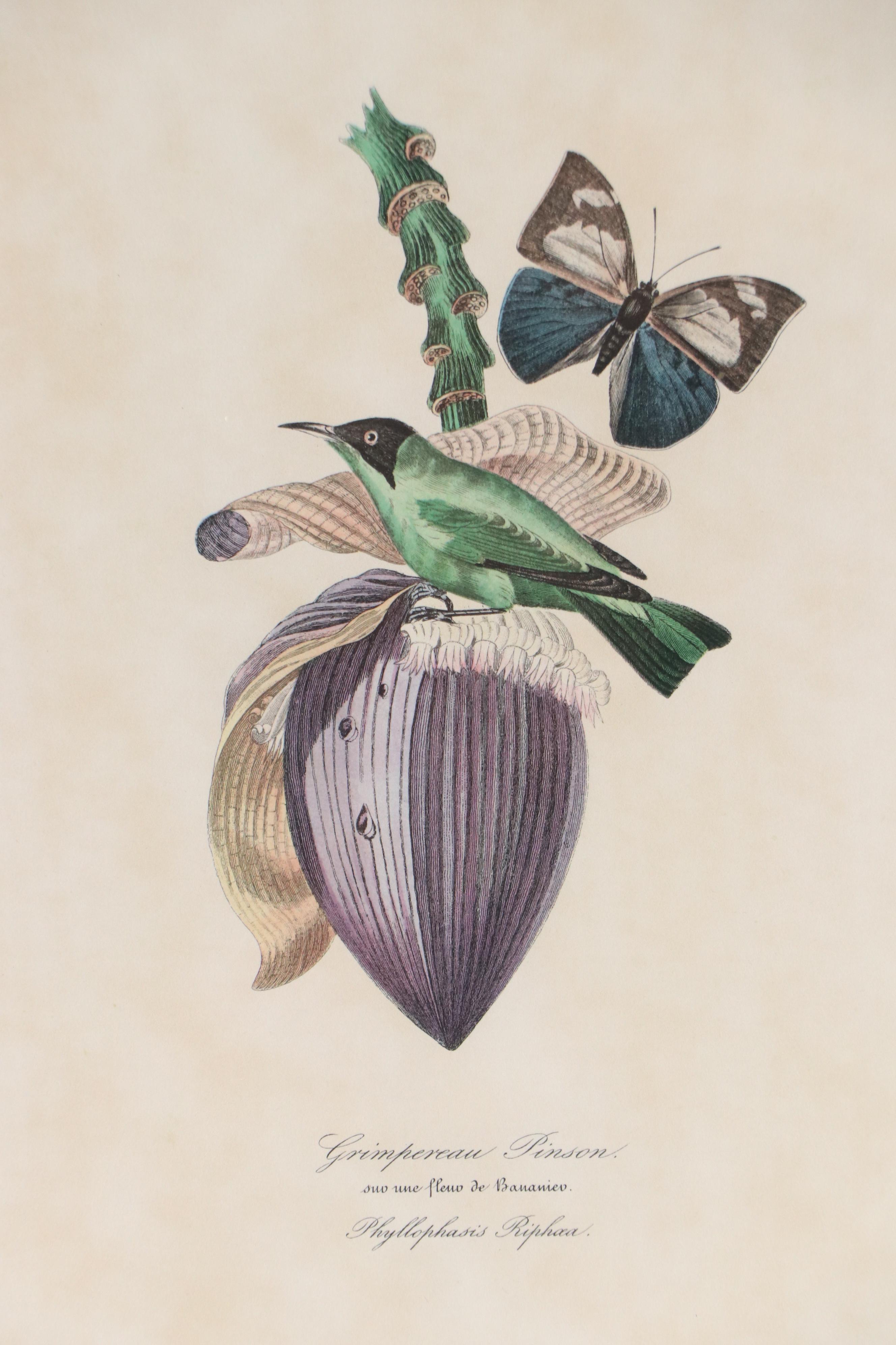 Botanical Offset Lithograph "Grimpereau Pinson" After Pierre Bernard