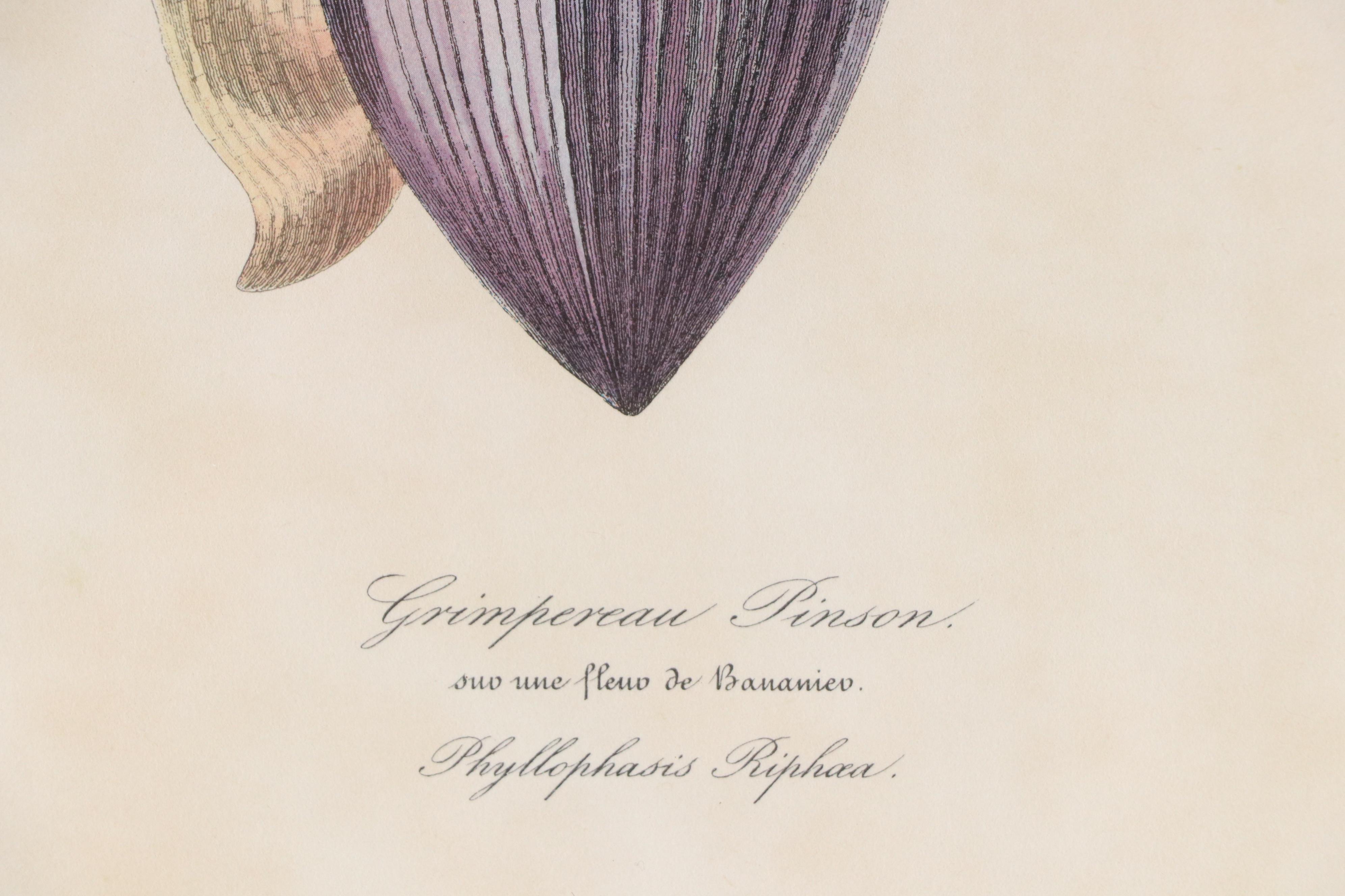 Botanical Offset Lithograph "Grimpereau Pinson" After Pierre Bernard
