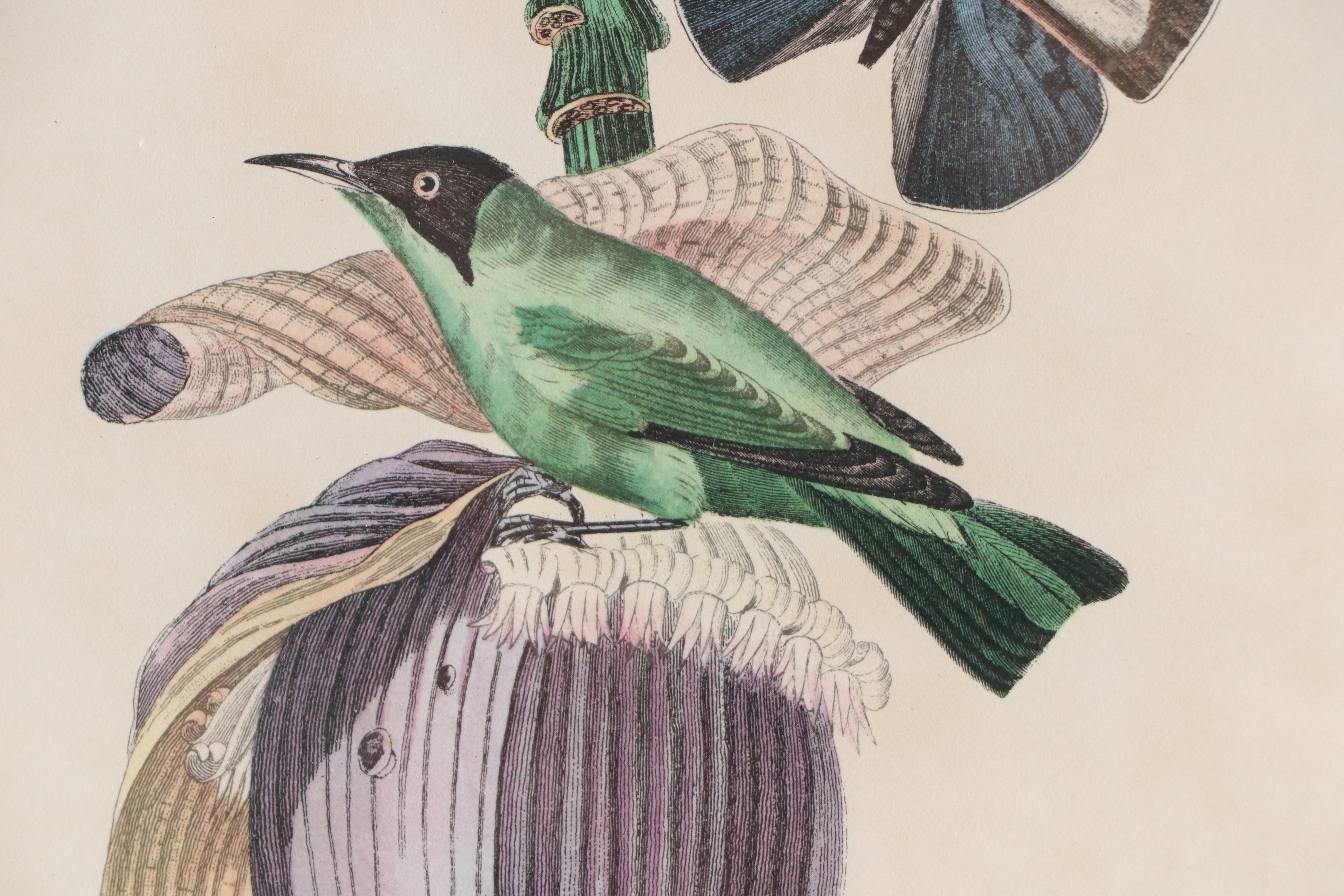 Botanical Offset Lithograph "Grimpereau Pinson" After Pierre Bernard