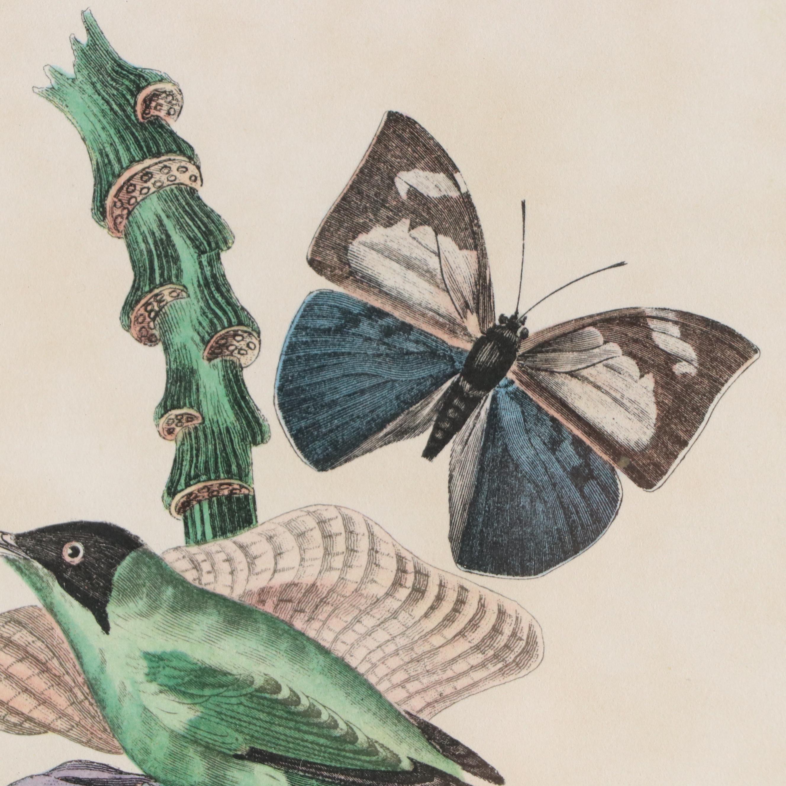 Botanical Offset Lithograph "Grimpereau Pinson" After Pierre Bernard