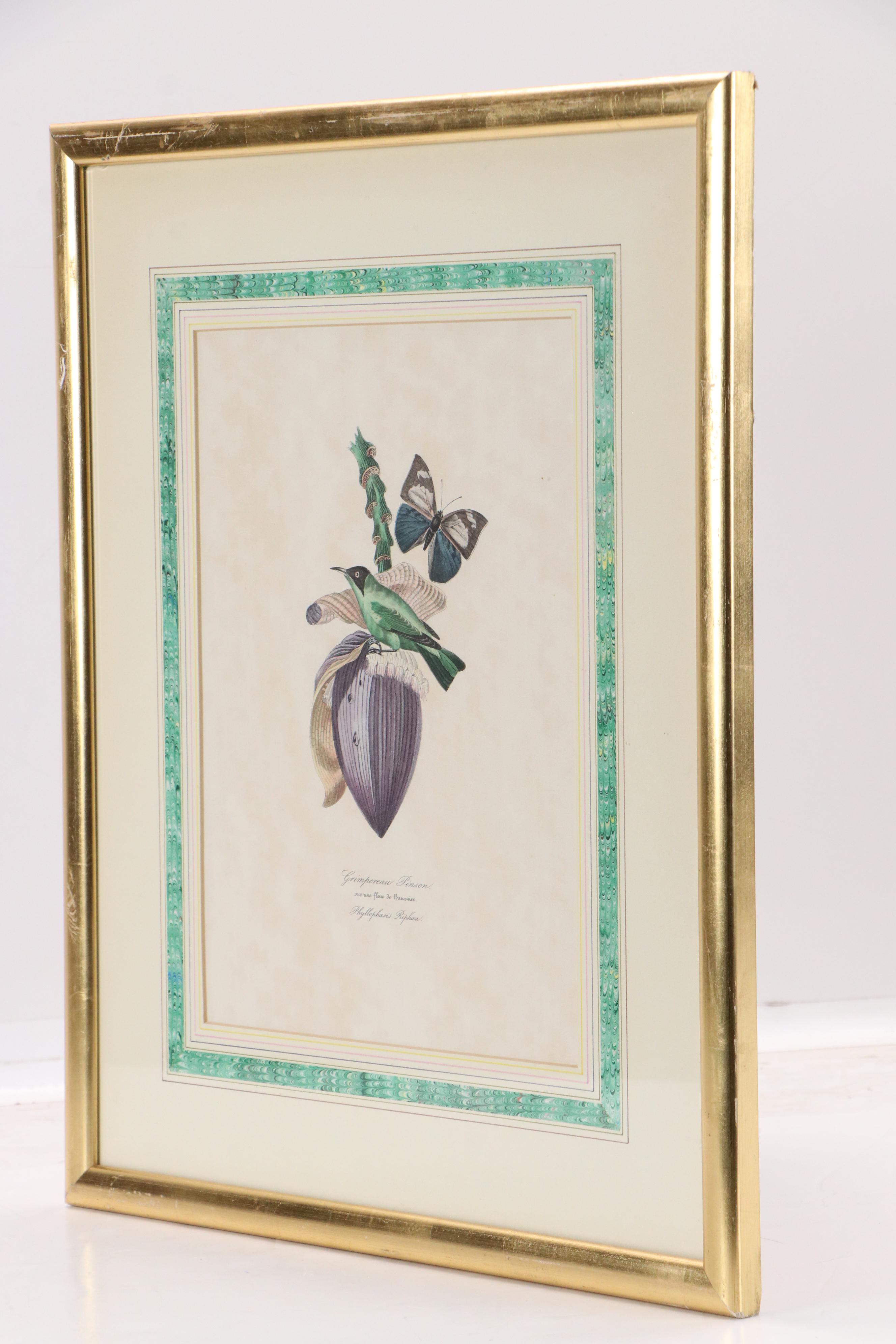 Botanical Offset Lithograph "Grimpereau Pinson" After Pierre Bernard