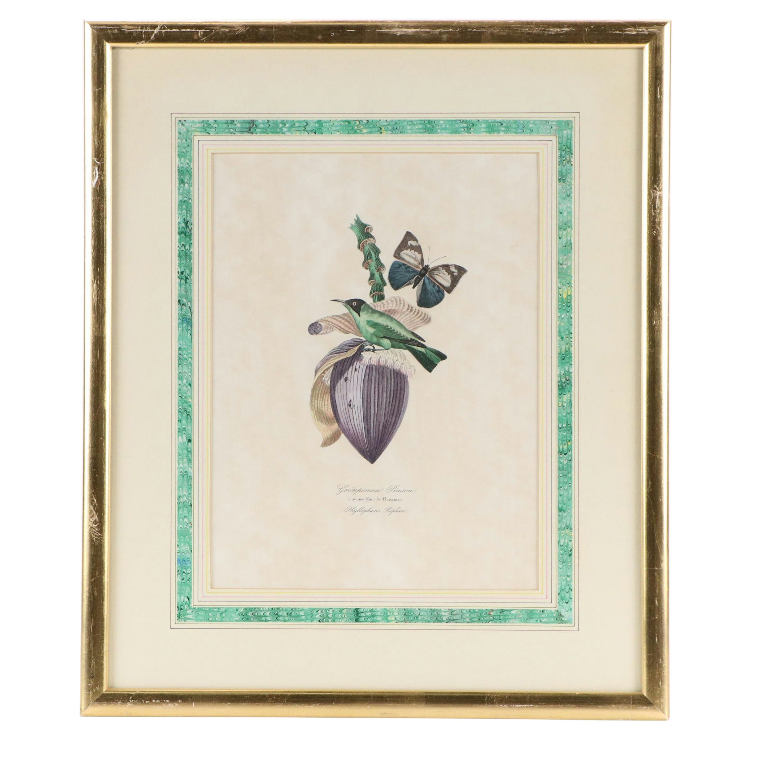 Botanical Offset Lithograph "Grimpereau Pinson" After Pierre Bernard