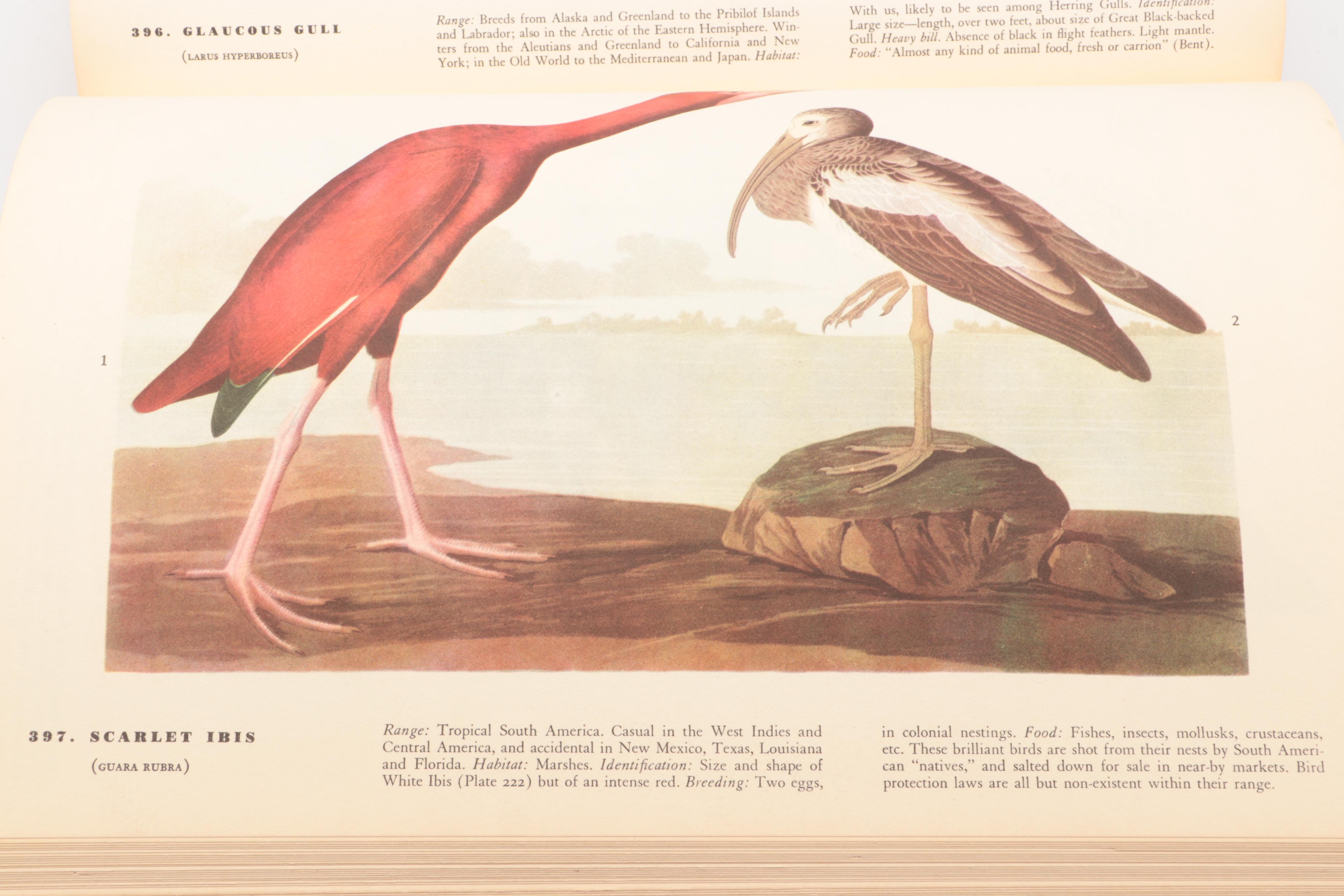Second Printing "The Birds of America" by John James Audubon, 1941