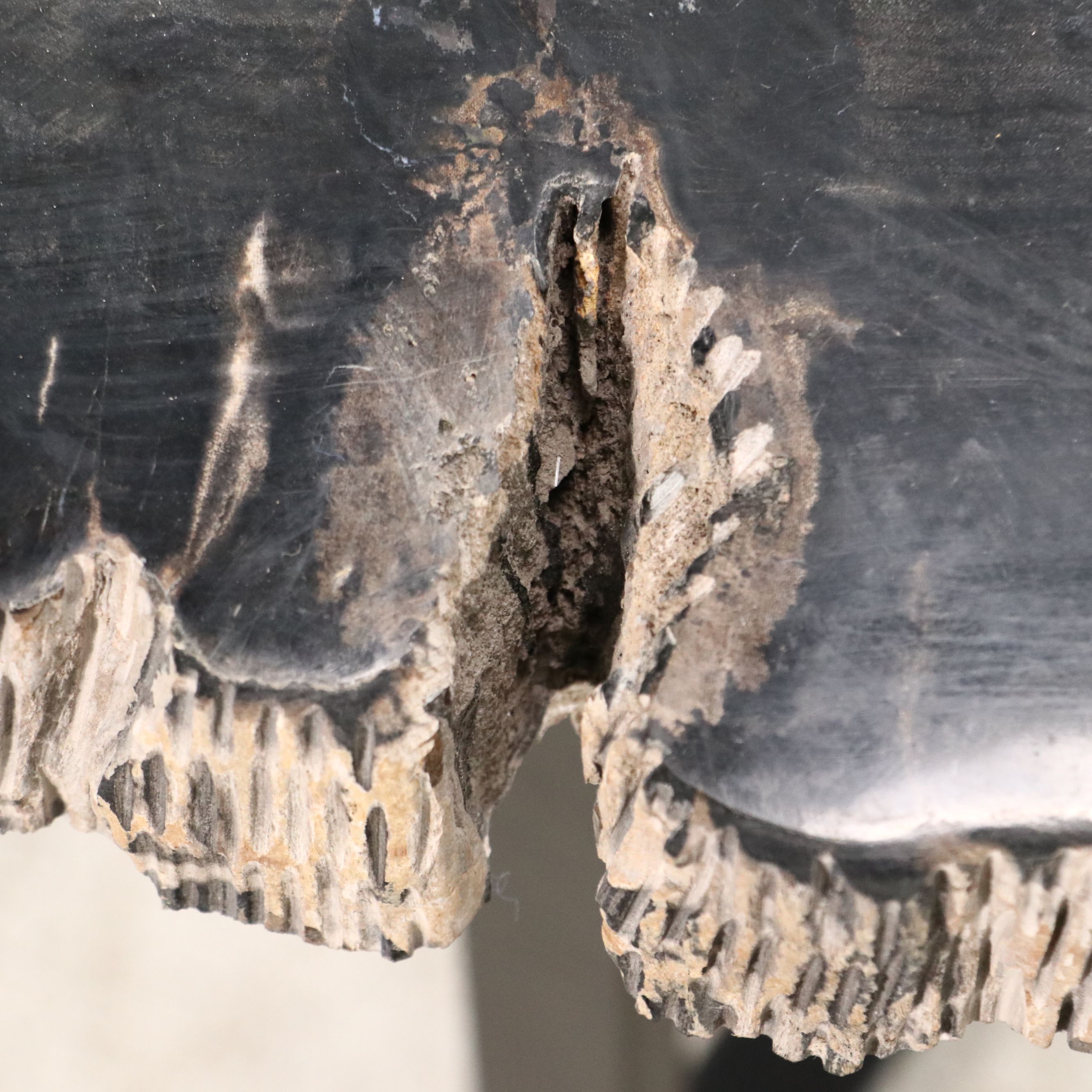 Petrified Wood Slab Table