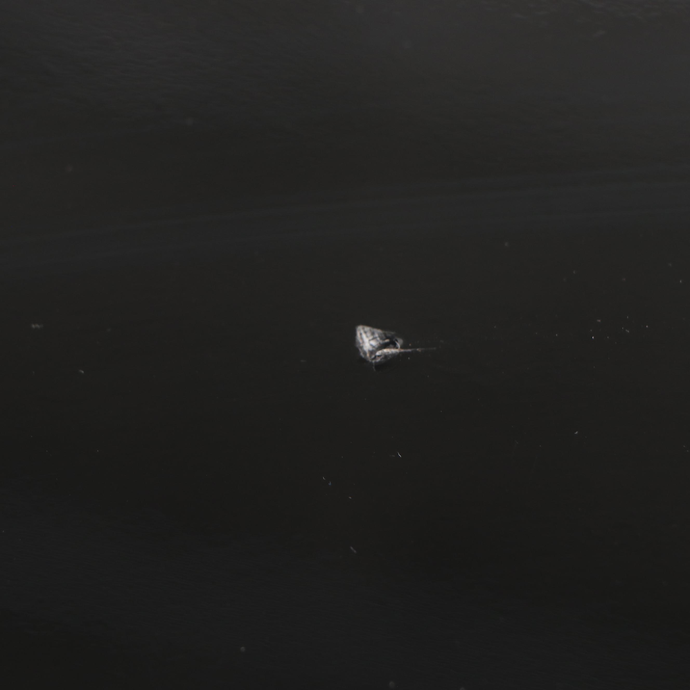 Modernist High-Gloss Black Lacquered and Burl Wood Dresser and Mirror