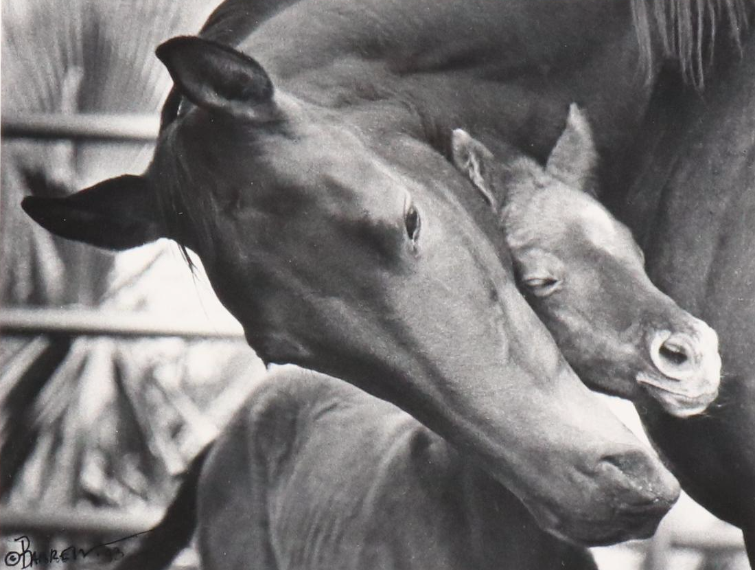 Katy Barren Silver Gelatin Print "Snug in a Hug"