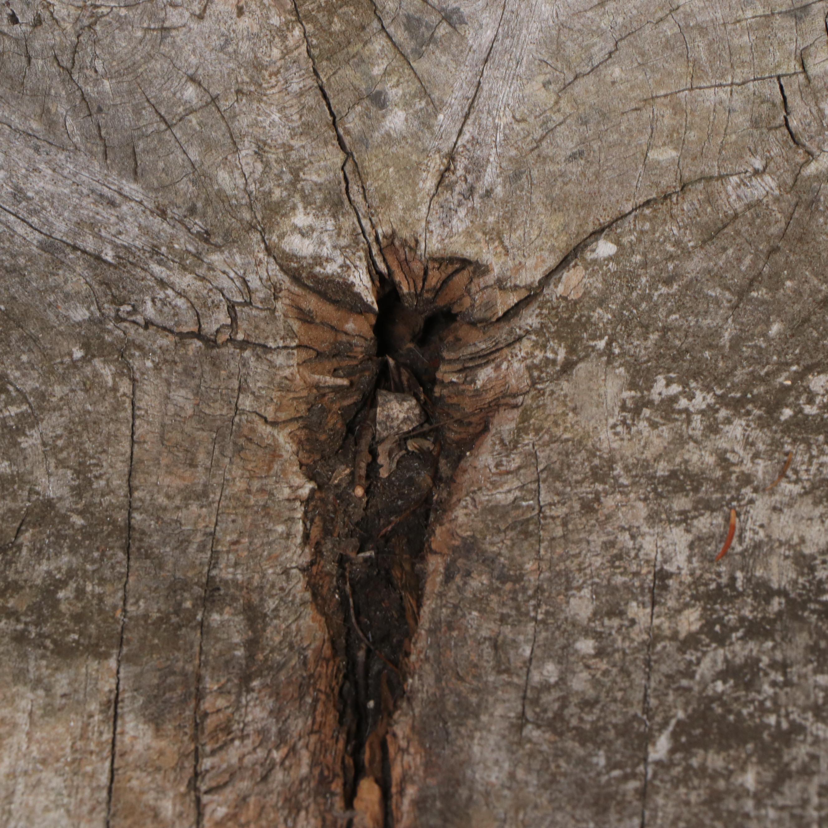 Teak Root Live Edge Accent Chair