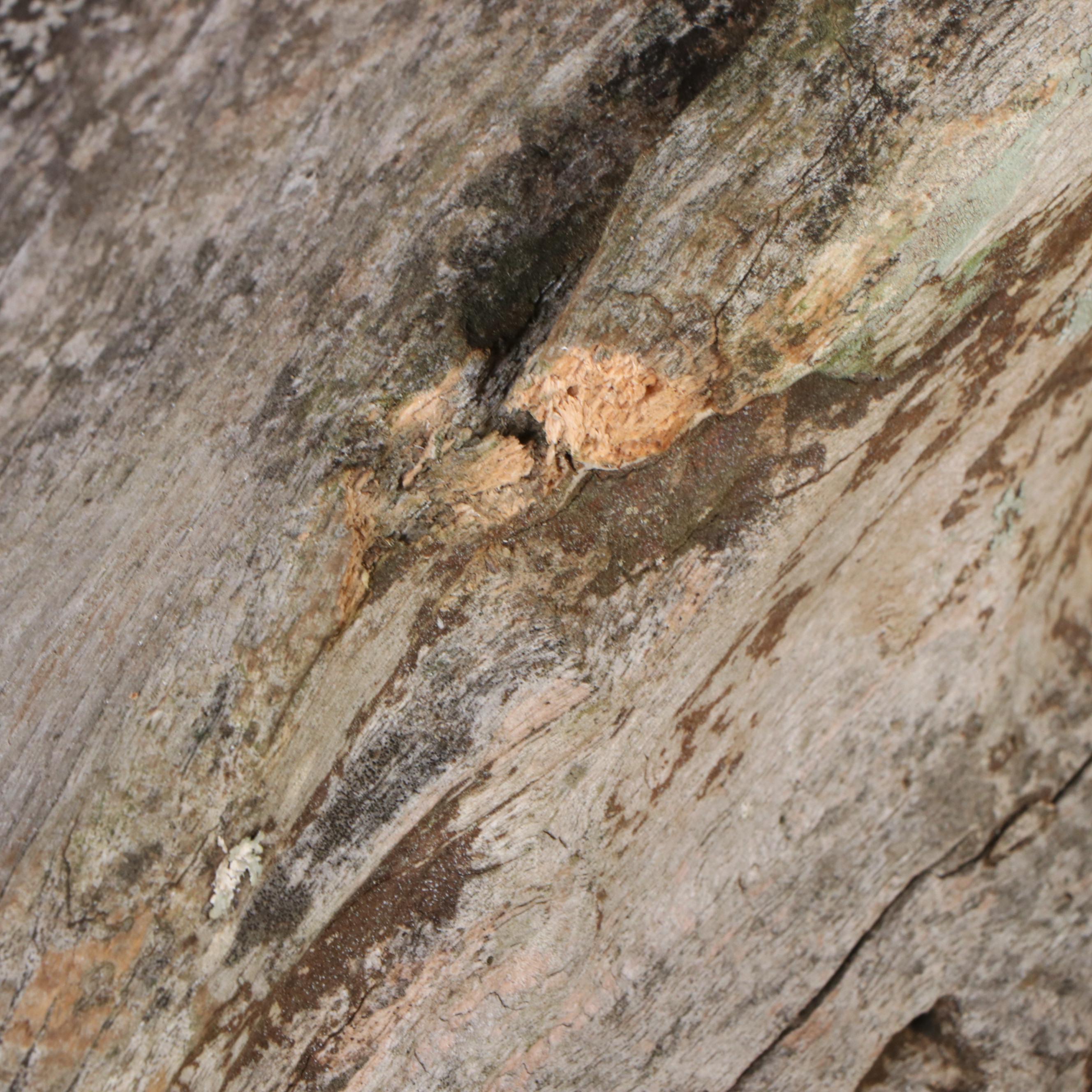 Teak Root Live Edge Accent Chair