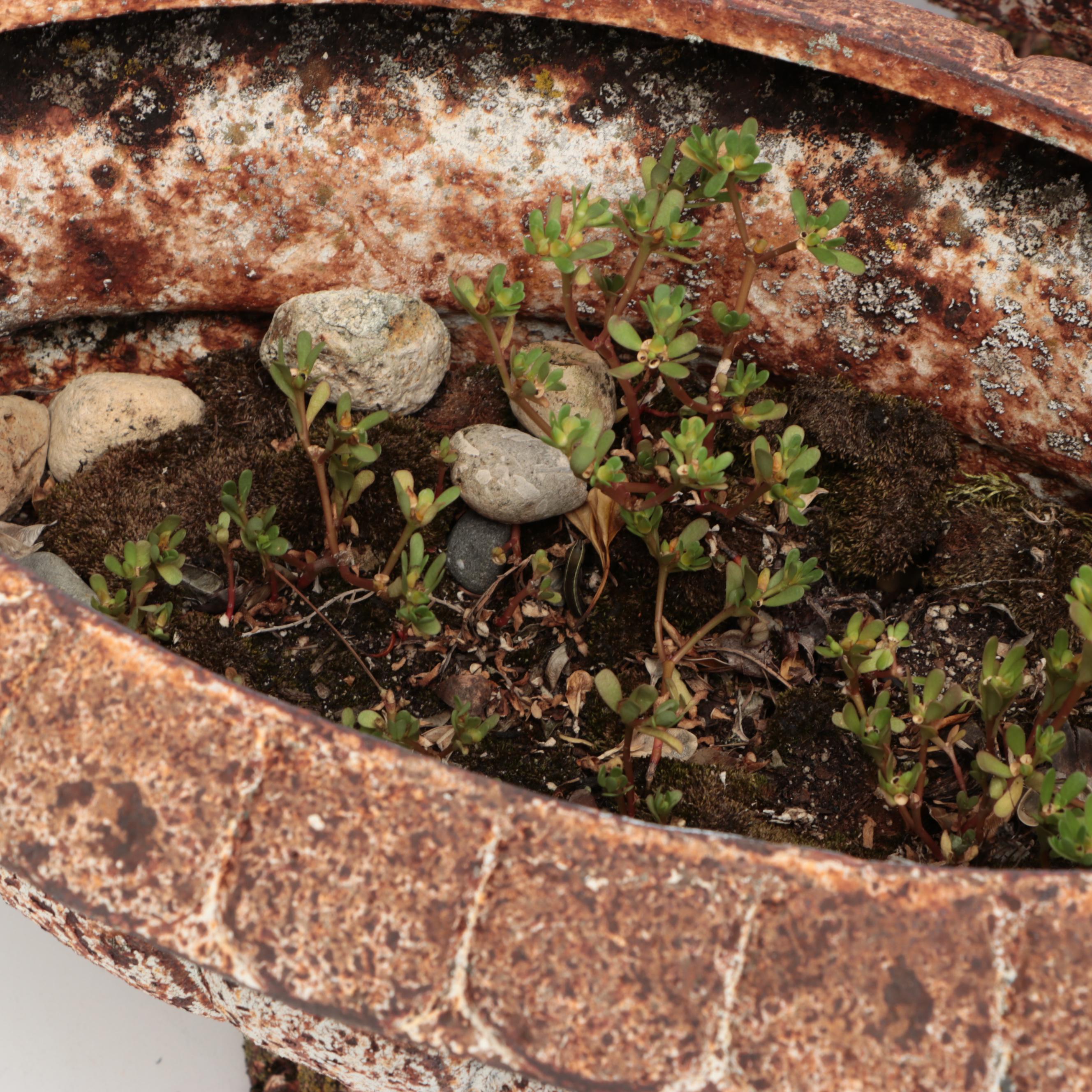 Neoclassical Style Cast Iron Urn Planters