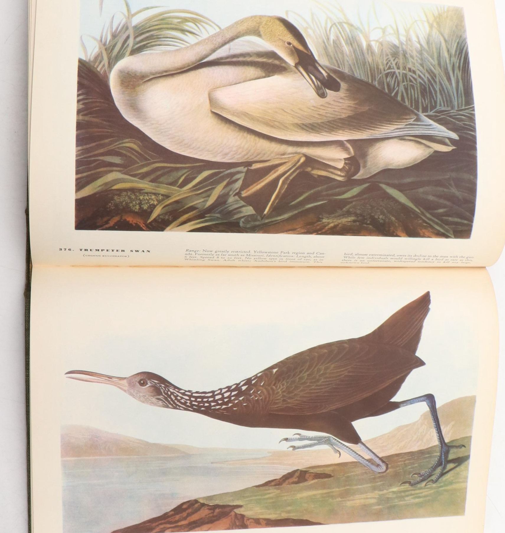 First Edition "The Birds of America" by John James Audubon, 1937