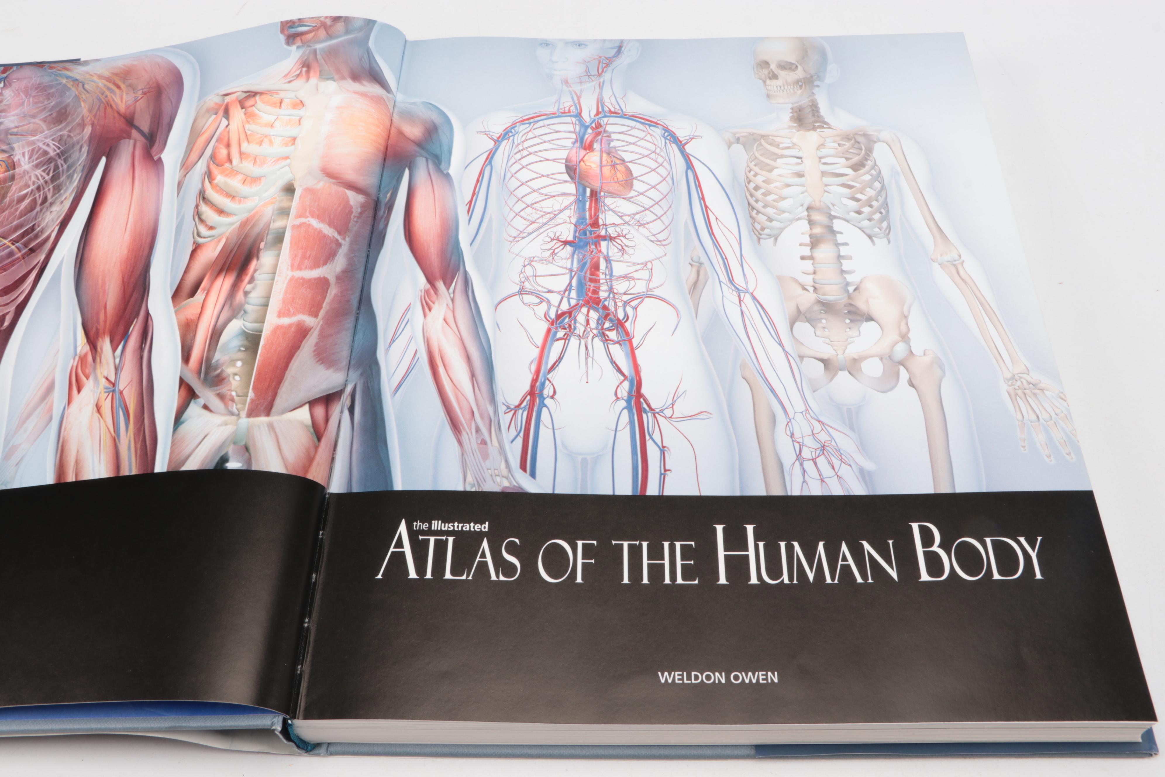 "The Illustrated Atlas of the Human Body" by Beverly McMillan, 2008